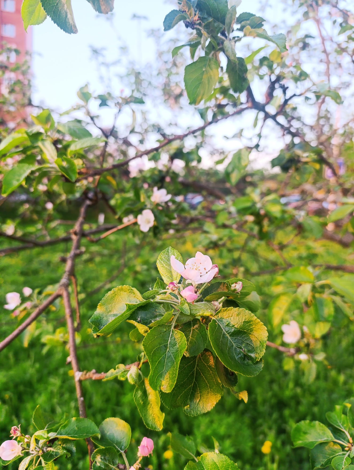 The image shows a flowering tree branch against a background of grass and a building. The tree branch is in focus, with leaves and delicate pink-white blossoms. Other similar blossoms and branches are slightly out of focus in the background. The grass is green and lush. The building has multiple stories. The location appears to be urban, specifically in Unknown, Unknown.