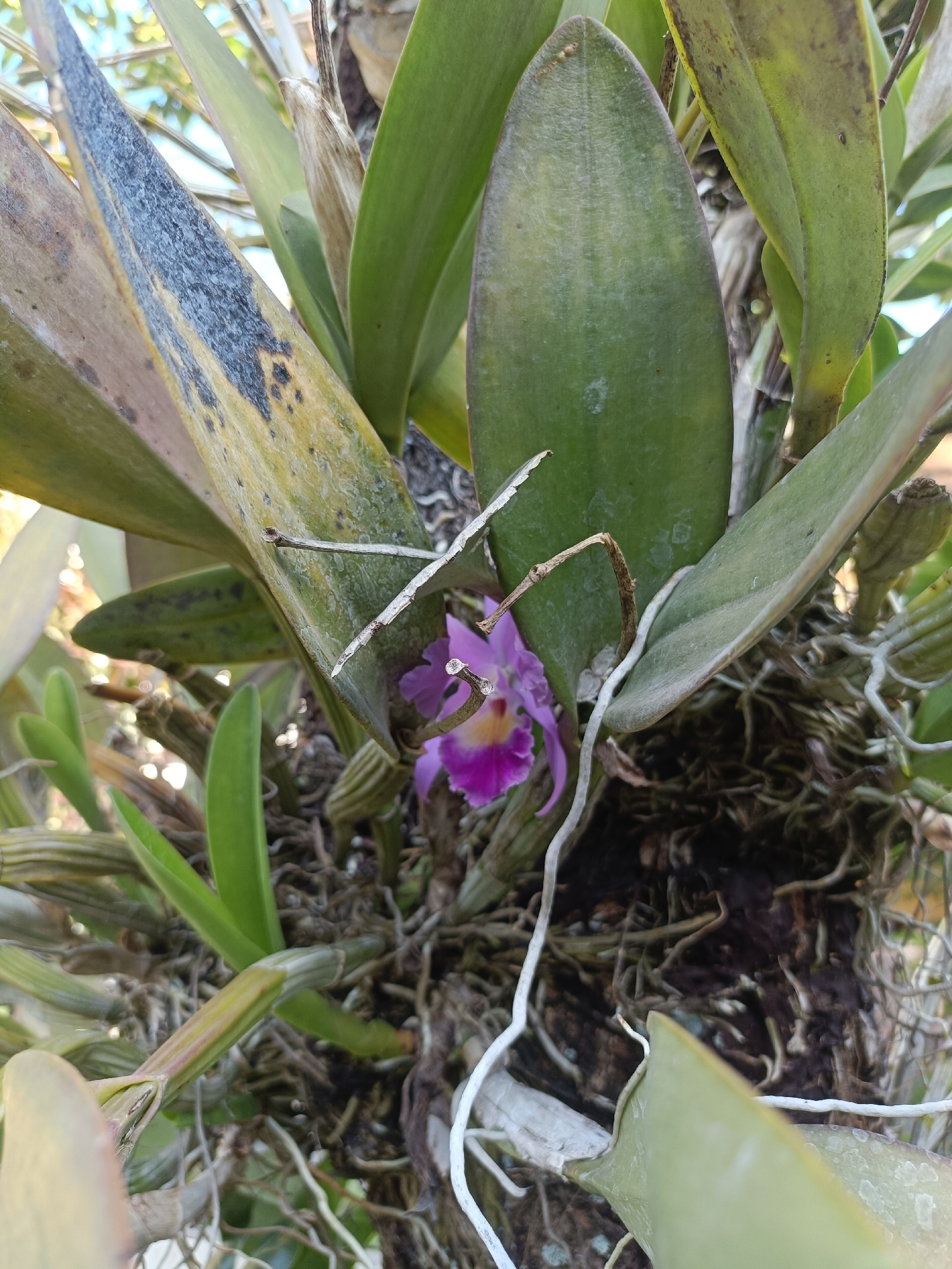 An extreme close-up shot focuses on a single vibrant purple orchid bloom amidst a cluster of green orchid leaves and aerial roots. The orchid is positioned in the center of the frame, its delicate petals unfurling to reveal a yellow and pink center. The leaves surrounding the bloom vary in color from deep green to yellowed and speckled with black spots, suggesting age or possible disease. The orchid is growing on a rough, dark surface, likely a tree trunk, with a dense network of exposed roots visible throughout the image. The background is softly blurred, showing hints of sunlight filtering through foliage and a bright blue sky. The setting appears to be an outdoor environment, possibly a garden or natural habitat, in Kediri City, Indonesia. There are no people or animals present in the image.
