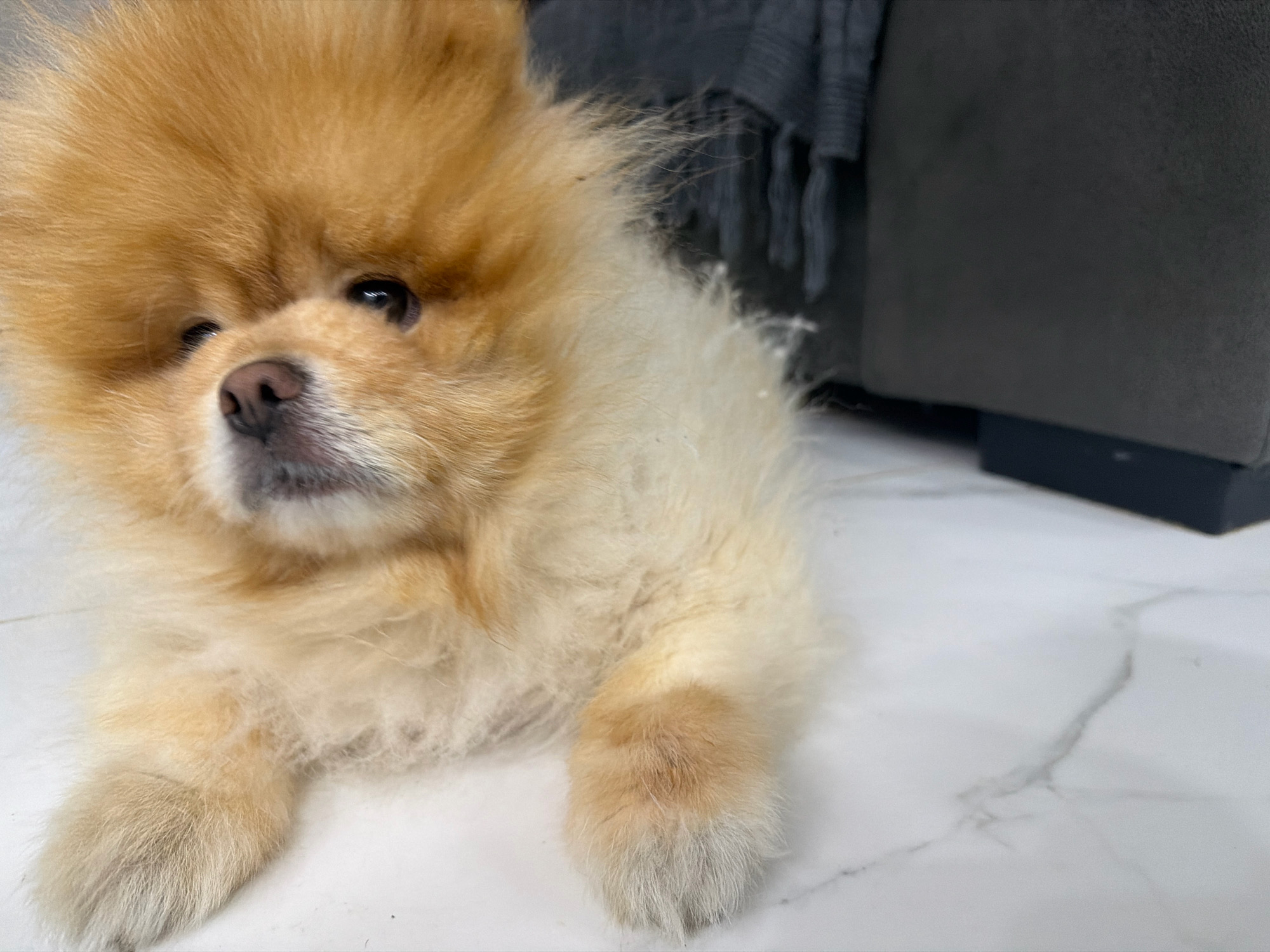 A Pomeranian dog is lying on a white tiled floor with grey veins. The dog is light brown and cream colored, with fluffy fur. Its eyes are dark brown, and its nose is black. The dog's head is turned to the left, and its body is facing forward. In the background, a dark gray sofa with a fringed grey blanket draped over it is visible. The scene appears to be indoors, likely in a residential setting in Tbilisi, Georgia.