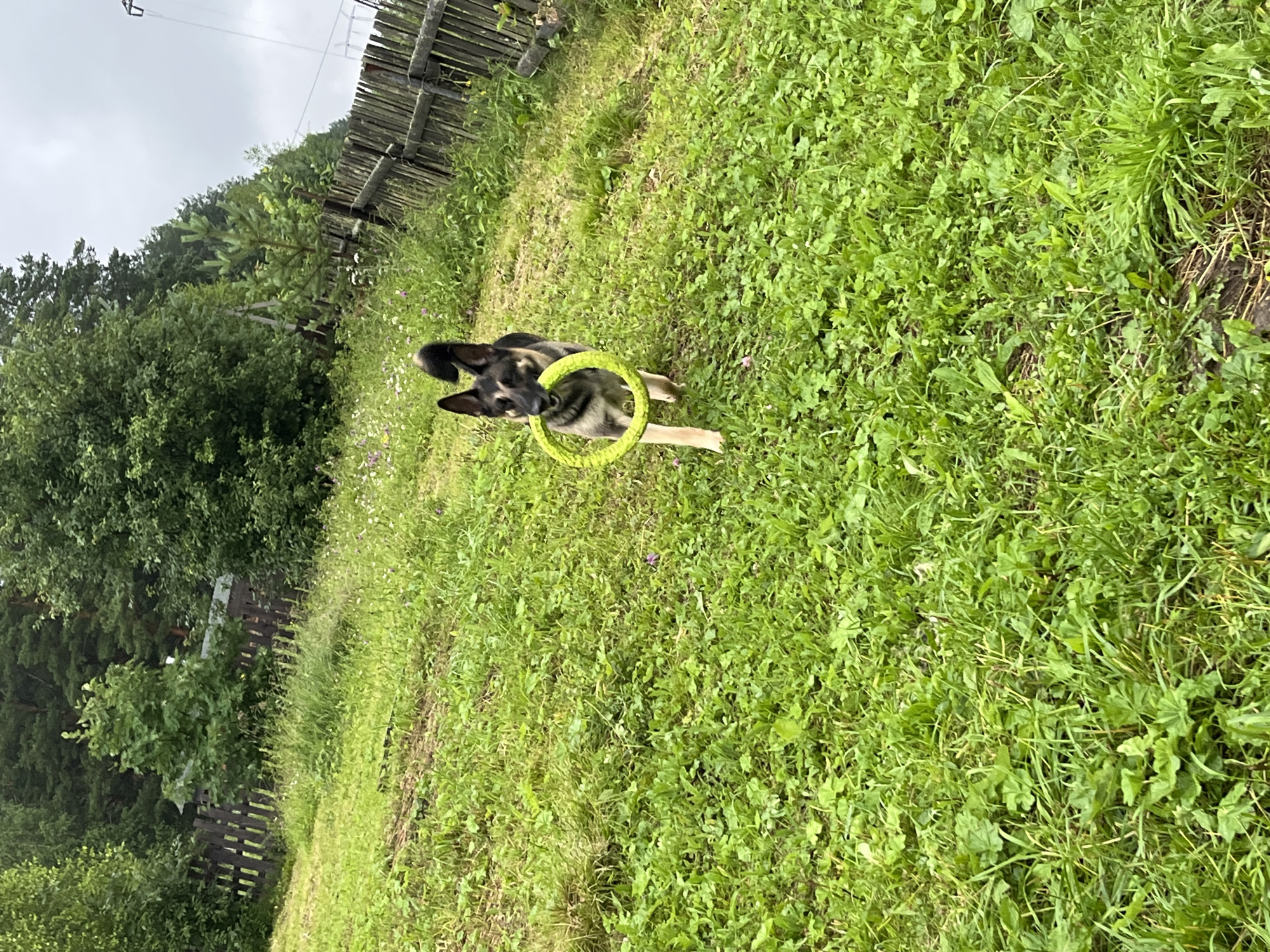A German Shepherd dog is playing with a bright green frisbee in a grassy yard. The dog, with its fur a mix of tan and black, is standing in the middle of the frame, holding the frisbee in its mouth. Its ears are perked up, and its tail is wagging. The dog appears to be happy and energetic.
The yard is covered in lush green grass, with some wildflowers scattered throughout. In the background, there is a wooden fence, a dense line of trees, and a cloudy sky. The scene suggests a warm, overcast day, possibly in the late afternoon or early evening. The overall impression is one of a playful moment in a natural, outdoor setting. The location is specified as Nizhny Tagil, Russia. There is no visible text in the image.