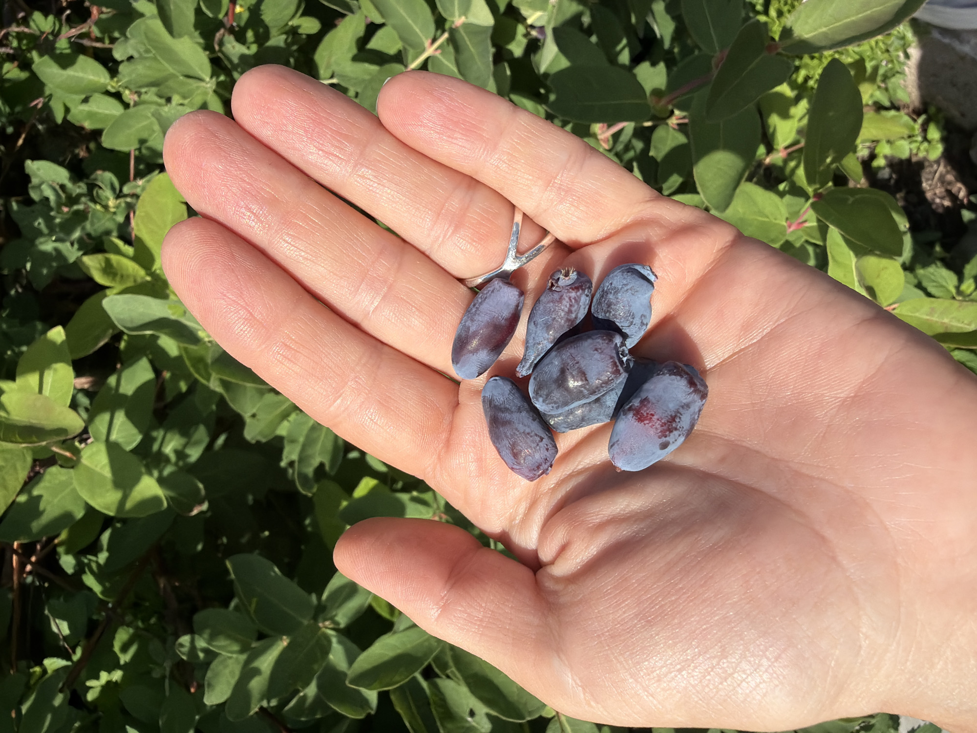 A close-up, top-down shot captures a person's left hand, gently cupped and holding approximately eight elongated, dark blue berries. These berries, consistent with honeyberries (haskap), display a powdery waxy bloom and subtle reddish-purple hues. A thin, silver-toned ring with a V-shaped design is worn on the fourth finger. The background consists of lush green foliage, likely from a bush or shrub, with distinct leaves and stems. The scene is outdoors, bathed in bright sunlight, which creates clear shadows across the leaves and hand. The environment appears to be a garden or natural setting. This scene is attributed to the city of Chaikovsky, Russia.