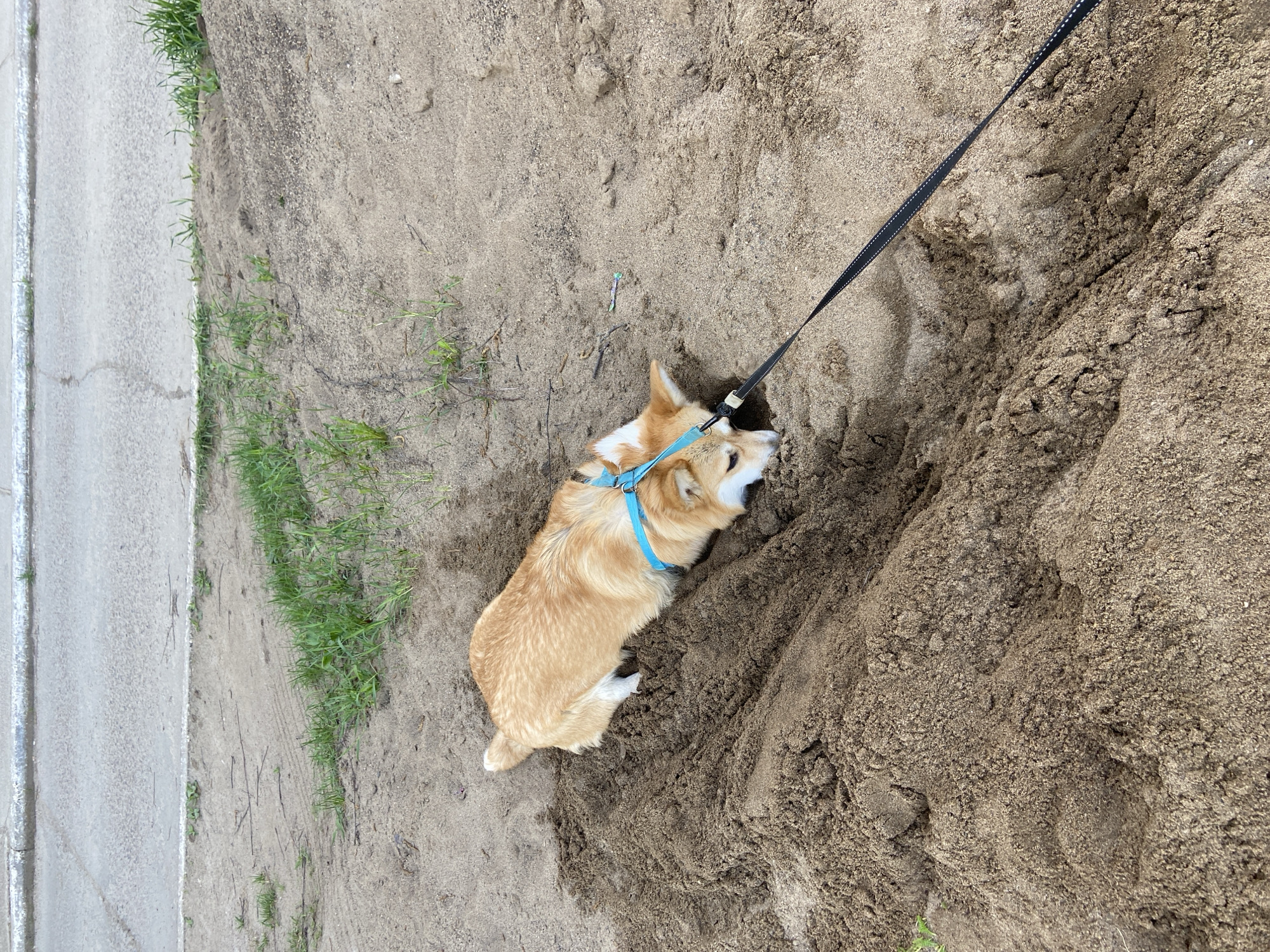 A corgi dog with a blue harness is leashed and standing on a sandy mound next to a sidewalk. The location is Chaikovsky, Russia, as determined by analysis of geological characteristics, vegetation, and architectural structures.