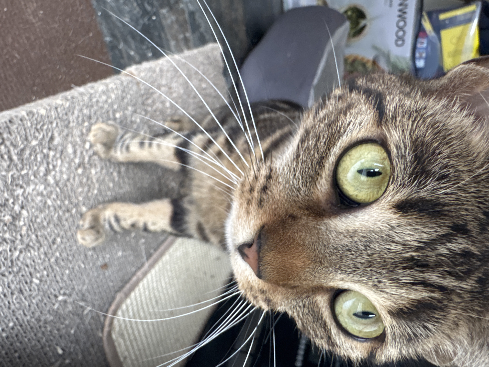 A tabby cat with striking green eyes, prominent white whiskers, and brown and black stripes lies on a gray textured surface, likely carpet or upholstery. Its paws, marked with black stripes, are visible in the upper left. Part of a gray chair or seat is in the background, along with a box labeled "KENWOOD." The scene appears to be indoors. While the image provides no explicit information to place the location in Desborough, United Kingdom, the presence of a KENWOOD product, a brand with a historical connection to the UK, offers a tenuous possible association, but is not sufficient alone to definitively place the scene there.