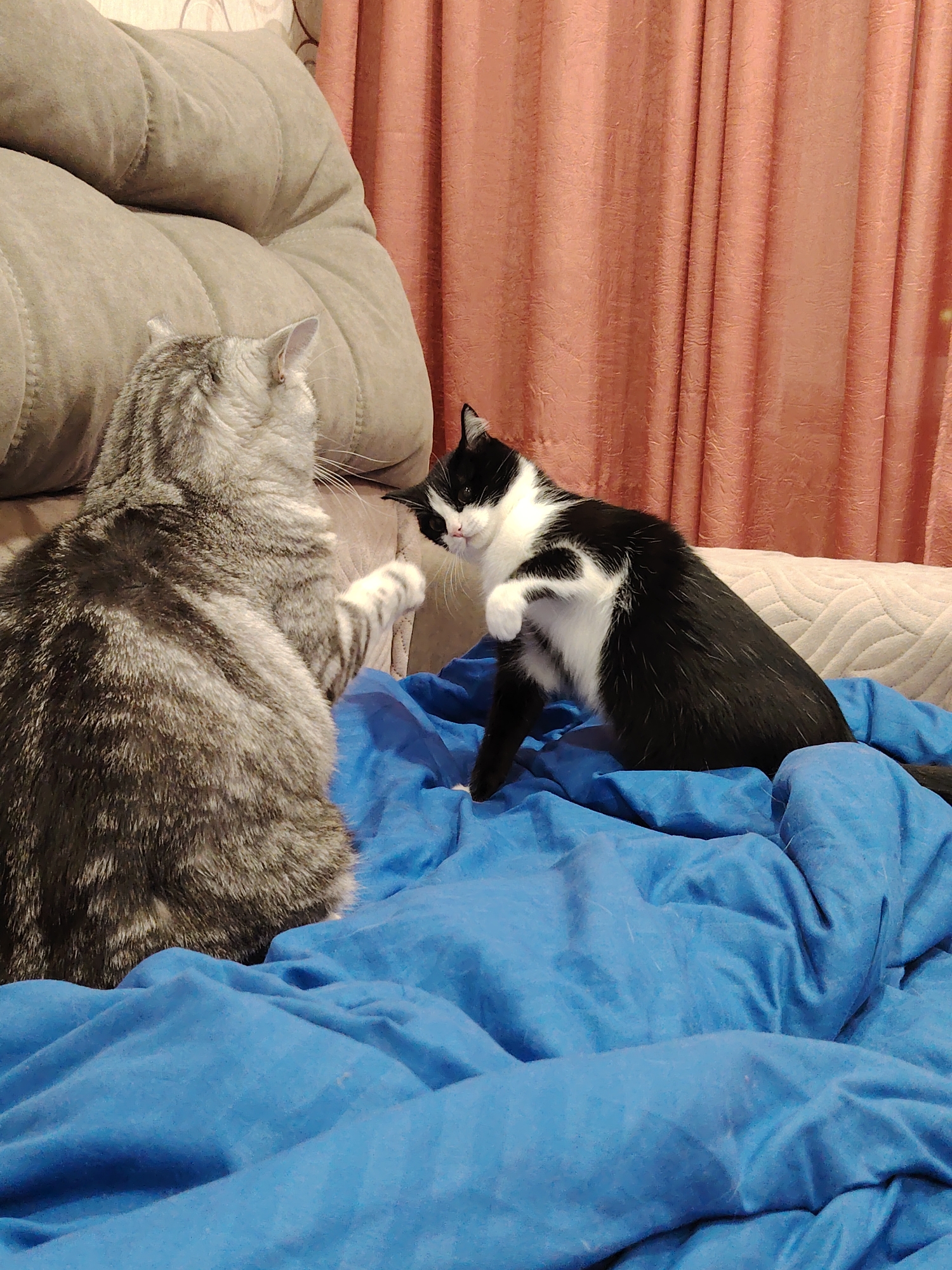 Two cats are on a bed with blue sheets. One cat, on the left, is gray and tabby patterned, sitting with its back to the viewer and a paw raised towards the other cat. The second cat, on the right, is black and white, with one paw raised, apparently in response. Behind the cats is a gray couch and reddish-brown curtains. The location is Unknown.