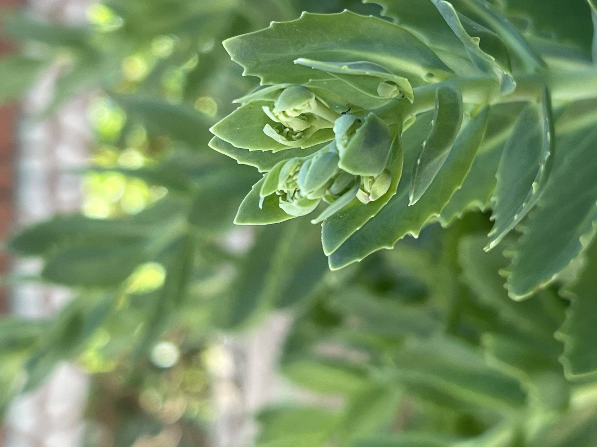 A close-up, slightly blurred, eye-level, outdoor shot focuses on the nascent flower buds of a succulent plant. The buds are tightly furled, a pale green with hints of yellow, encased in larger, serrated, green leaves. The background consists of more green succulent foliage, with out-of-focus bokeh lights and a hint of a brick wall in the upper left. The scene suggests a garden or natural setting.