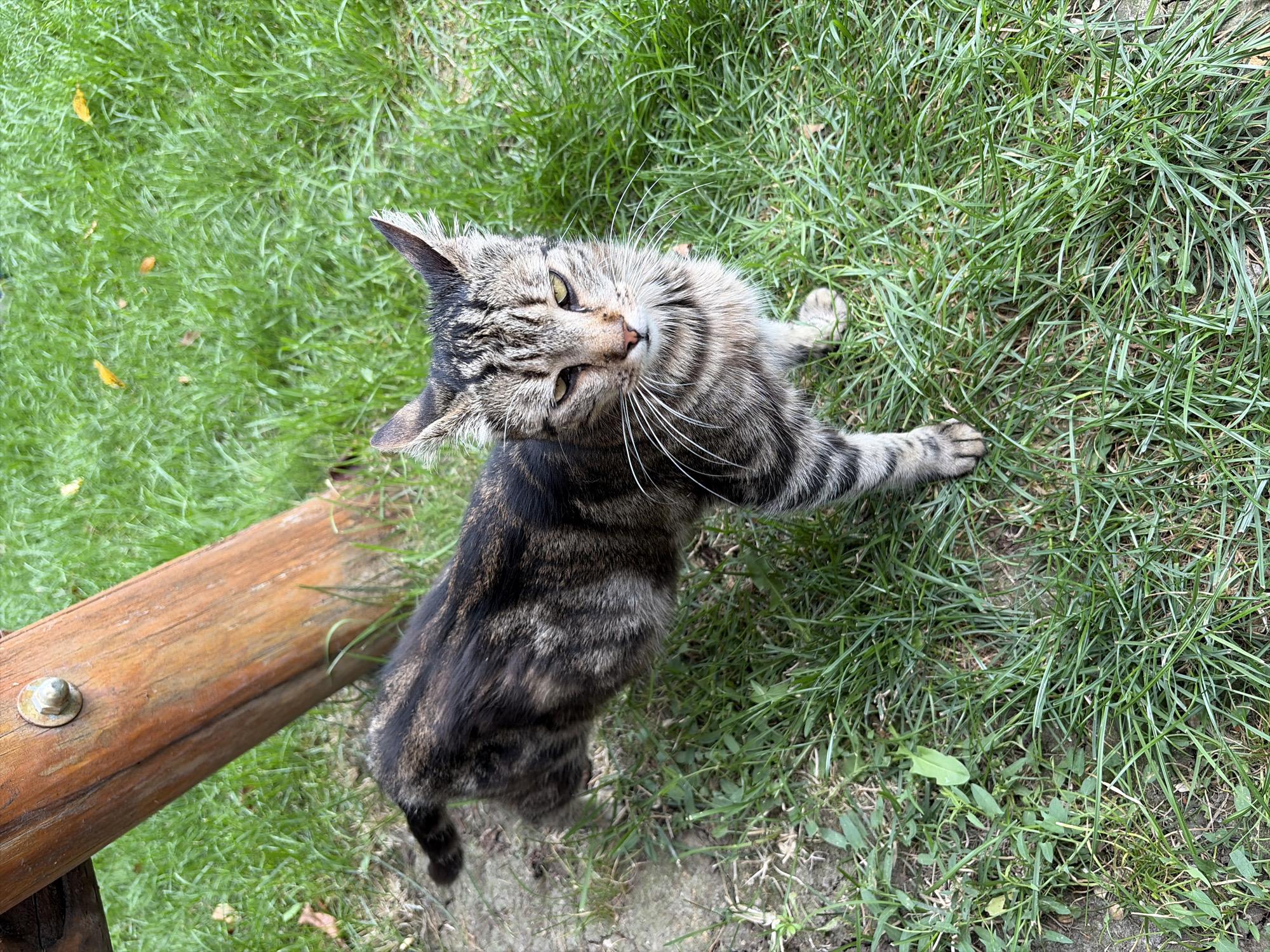 A tabby cat stands on a patch of grass next to a wooden beam. The cat has striped fur with black and brown markings. Its eyes are narrowed and it appears to be looking at the camera. The grass is green and lush, with a few fallen leaves scattered on it. The wooden beam is rough and appears to be part of a larger structure, possibly a playground or a fence. The scene is outdoors, in a natural setting. There is no indication of the location being Oxentea, Moldova, or any other specific city.