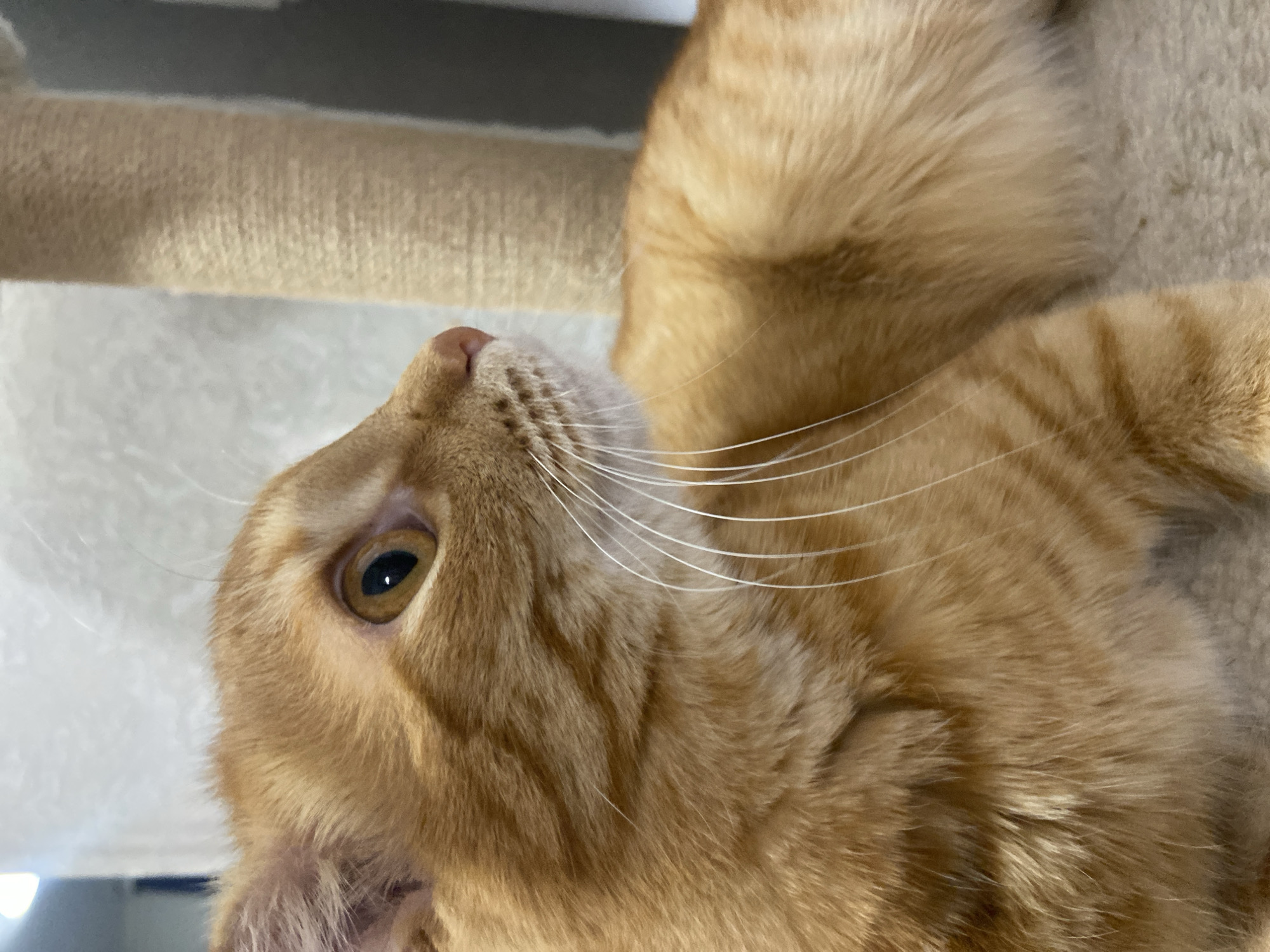 The image shows a close-up of an orange tabby cat. The cat is facing to the right, with its head tilted slightly upwards. Its fur is short and has a striped pattern. The cat's eyes are large and amber-colored. Its whiskers are long and white. The background is out of focus and appears to be a textured surface, possibly a carpet or a scratching post. There is a vertical cylindrical object in the background, which also appears to be a scratching post. The lighting suggests an indoor environment. There is no information in the image that can be used to determine its location in the city of Balashikha, Russia.