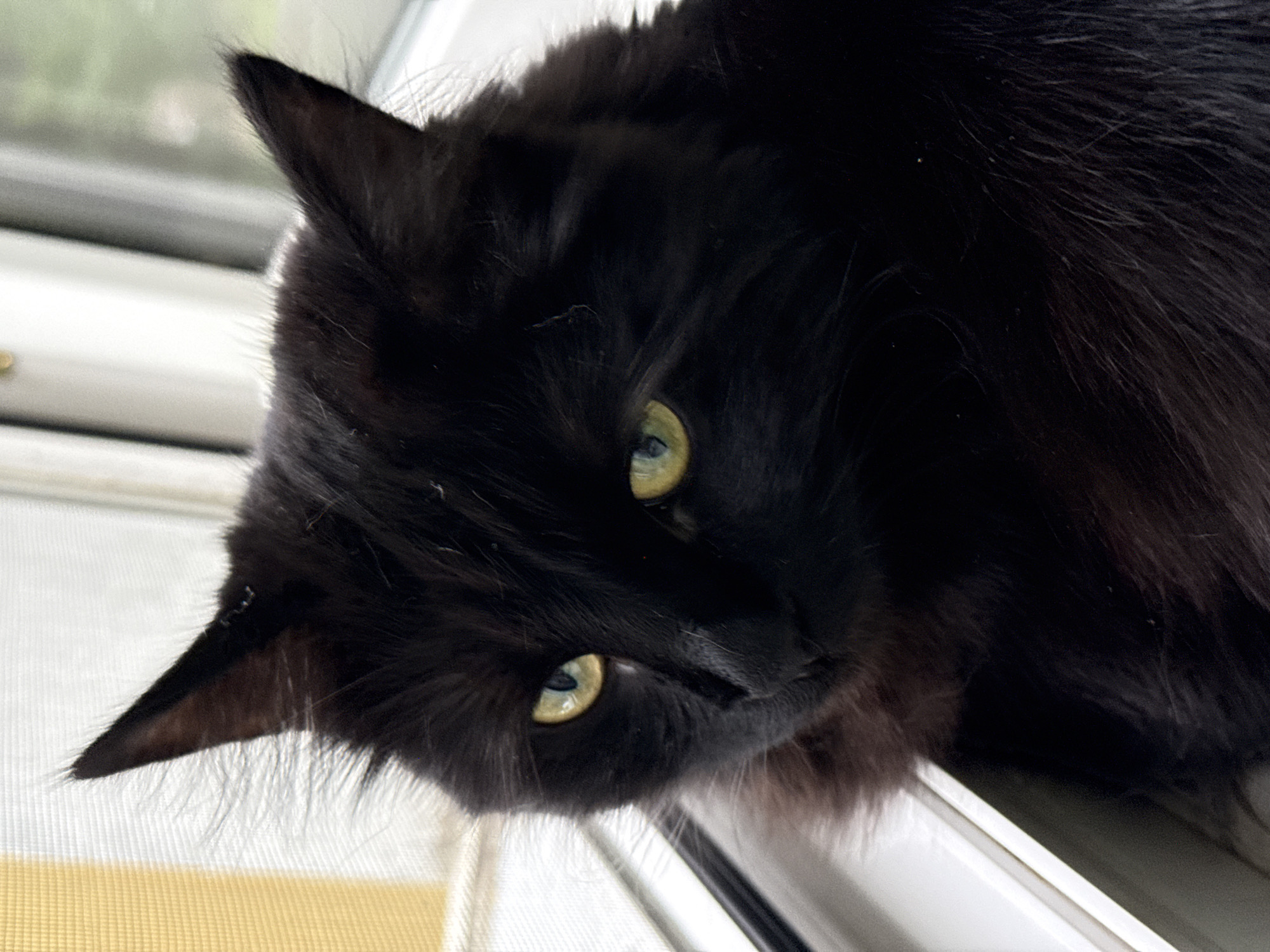 The image shows a close-up of a black cat with yellow eyes sitting on a windowsill. The cat is facing left and its fur is long and fluffy. The background appears to be a window with a sheer curtain. The location is not specified in the image, nor can it be determined from the visual information provided. Therefore, it is impossible to ascertain the city or country where the image was taken, and thus no information about Rostov-on-Don, Russia, can be included.