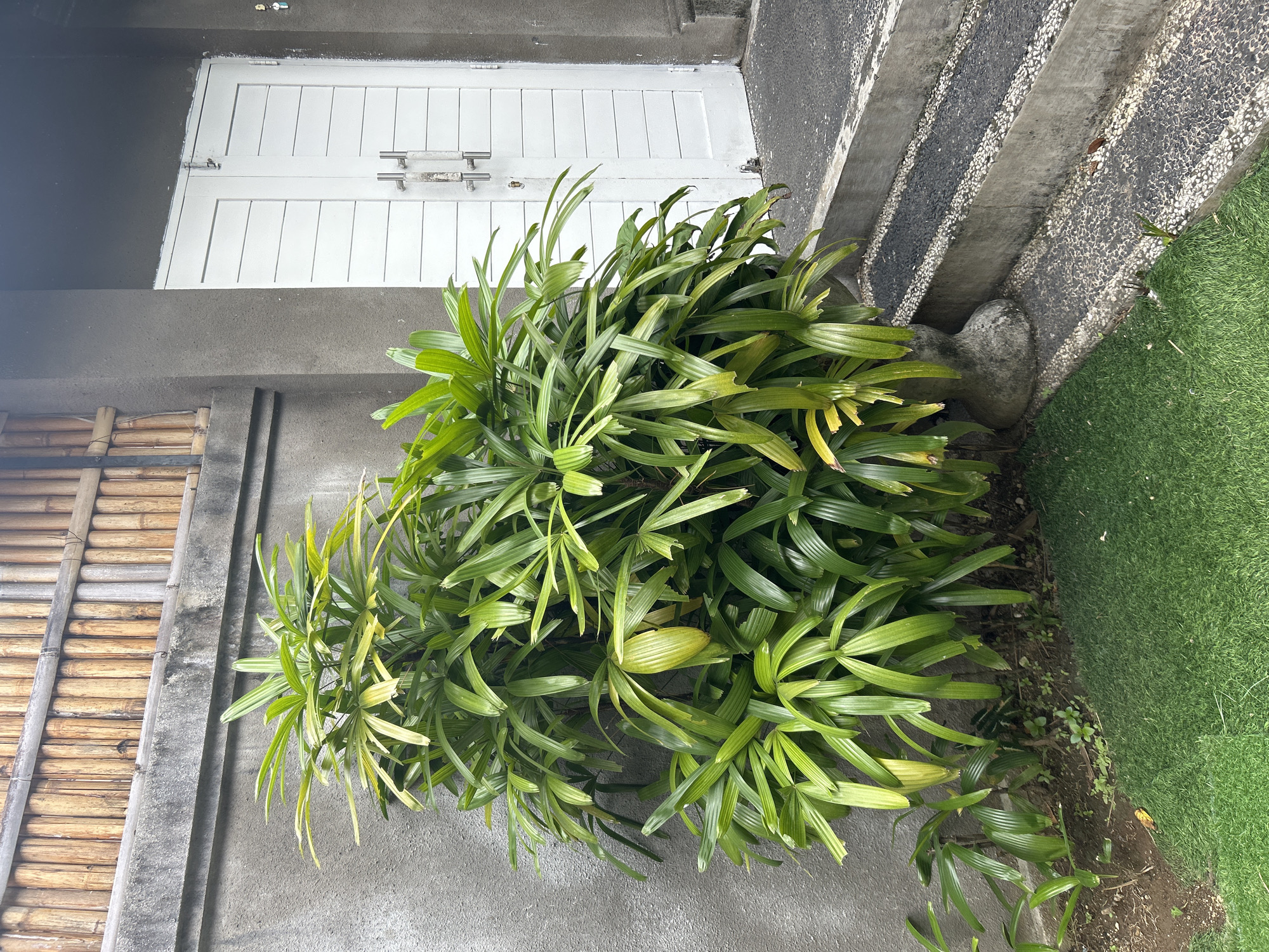 An outdoor scene in Kuta, Indonesia, features a lush green palm plant in the foreground, positioned against a textured gray concrete wall. To the right of the plant, a white double door with horizontal paneling is visible, featuring two silver handles and a small lock. Above the wall, a bamboo fence adds a rustic element to the background. The ground consists of a patch of artificial green grass on the left and a concrete staircase with black and white pebble inlays on the right. The overall scene depicts an entryway to a building, likely a home or a commercial establishment, in a tropical environment.