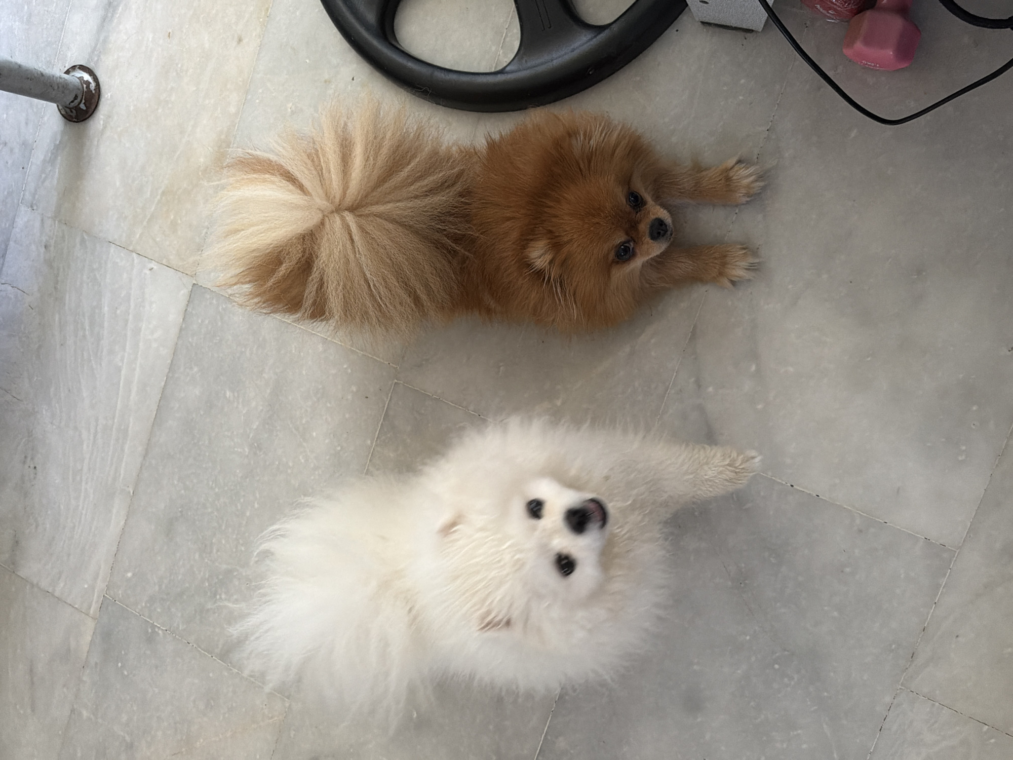 Two Pomeranian dogs are lying on a marble floor. The dog on the left is white and fluffy, looking up with its mouth slightly open. The dog on the right is a reddish-brown color with a bushy tail curled over its back, also looking down. The environment appears to be indoors, possibly a residential area. There are no people or identifiable landmarks indicating the city of Marmaris, Turkey. The scene is static and depicts the dogs in a relaxed or attentive pose.