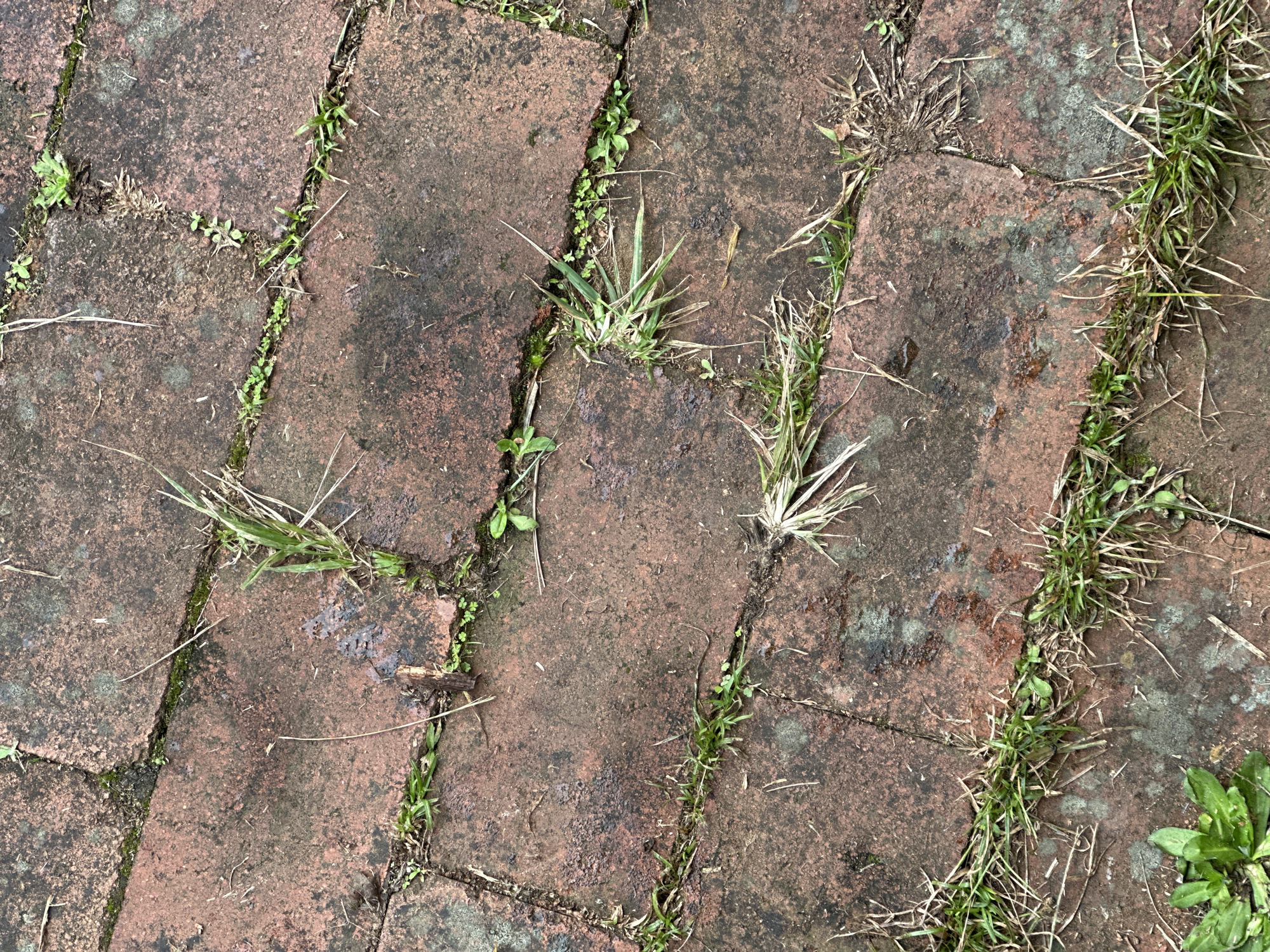The image shows a close-up, overhead view of weathered red brick paving stones, some of which are cracked and discolored. Small patches of green grass and moss are growing in the cracks between the bricks, with some blades of grass extending onto the surfaces of the stones. A few dry twigs and blades of straw are also scattered across the paving. The ground appears damp in some areas, suggesting recent rainfall. There are no people or animals visible in the image. The setting is consistent with an outdoor pathway or patio. It is not possible to determine the specific location in Thora, Australia from this image alone.