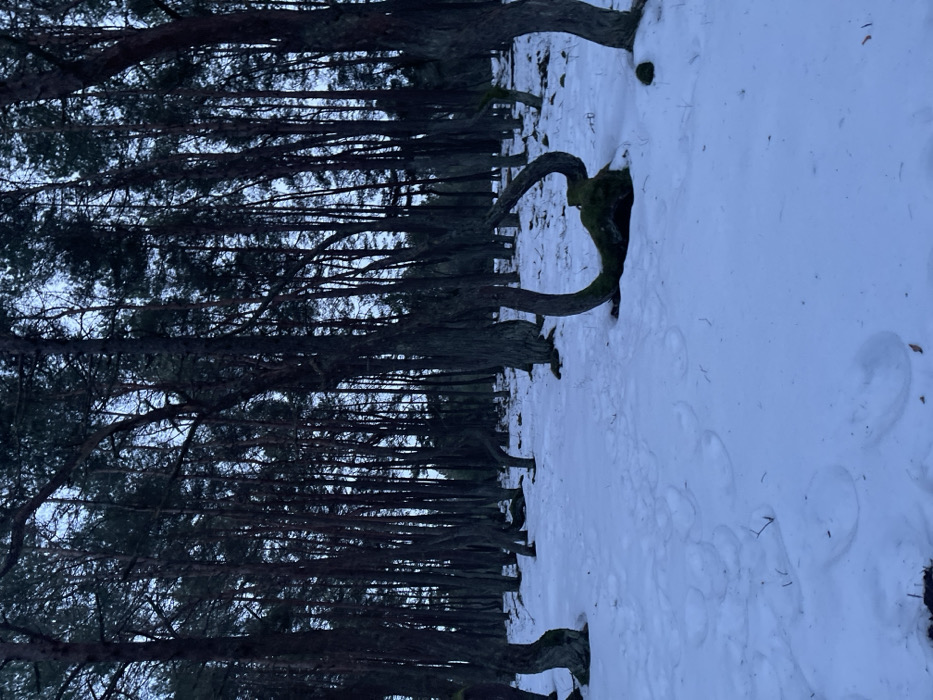 The image displays a winter forest scene in Rybachii, Russia, under dim lighting, likely dawn or dusk. The ground is covered by a uniform layer of white snow, showing multiple circular and irregular depressions, possibly footprints, in the foreground and midground. Numerous pine trees with dark, slender trunks stand densely throughout the frame. Many of these trees exhibit highly unusual growth patterns, with their trunks severely twisted, bent, and contorted into various shapes, including S-curves and loops, particularly noticeable in the foreground and midground. A prominent tree trunk or root system in the midground, slightly right of center, forms a distinct moss-covered U-shape lying low on the snow. The sky, visible through the upper canopy, is a muted, pale blue-grey. No individuals, animals, or active subjects are visible.