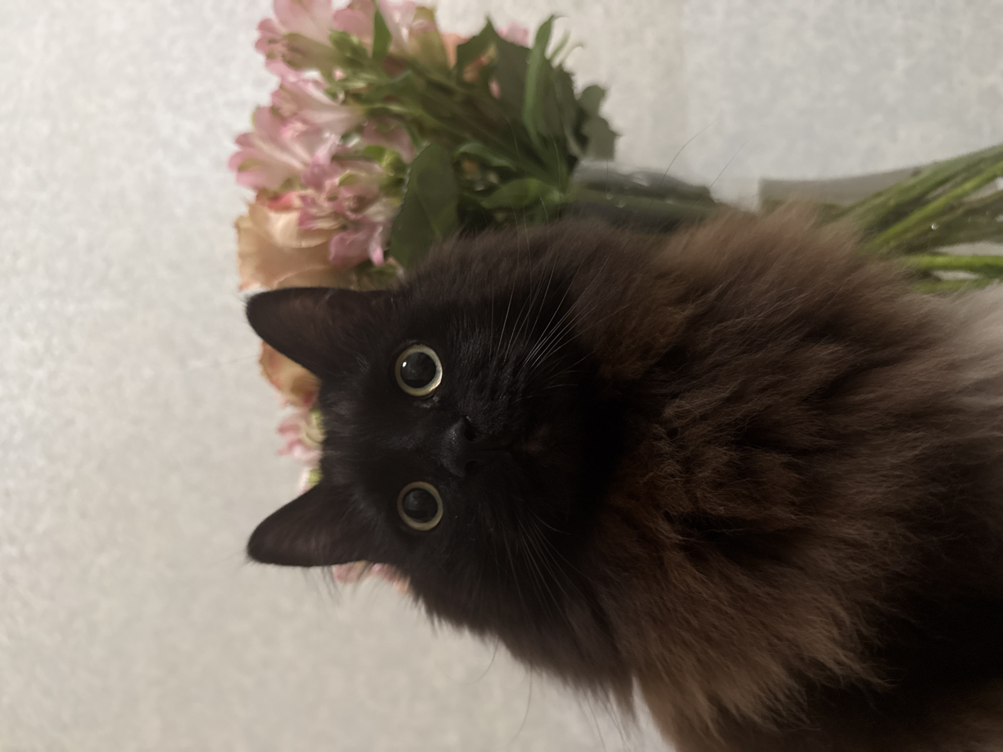 A long-haired domestic cat with dark brown and reddish-brown fur is prominently featured in the left and central foreground. Its pupils are widely dilated, and its irises are light green-yellow, fixed on a point directly ahead. Whiskers are visible extending from its muzzle. To the right of the cat, a bouquet of pink and peach-colored flowers, consistent with alstroemeria, is arranged in a clear glass vase, with green stems visible through the water. The background consists of a textured, light-colored wall. The scene is an indoor environment, located in the city of Saint Petersburg, Russia. No human subjects are present, and the cat is stationary, exhibiting an alert gaze.