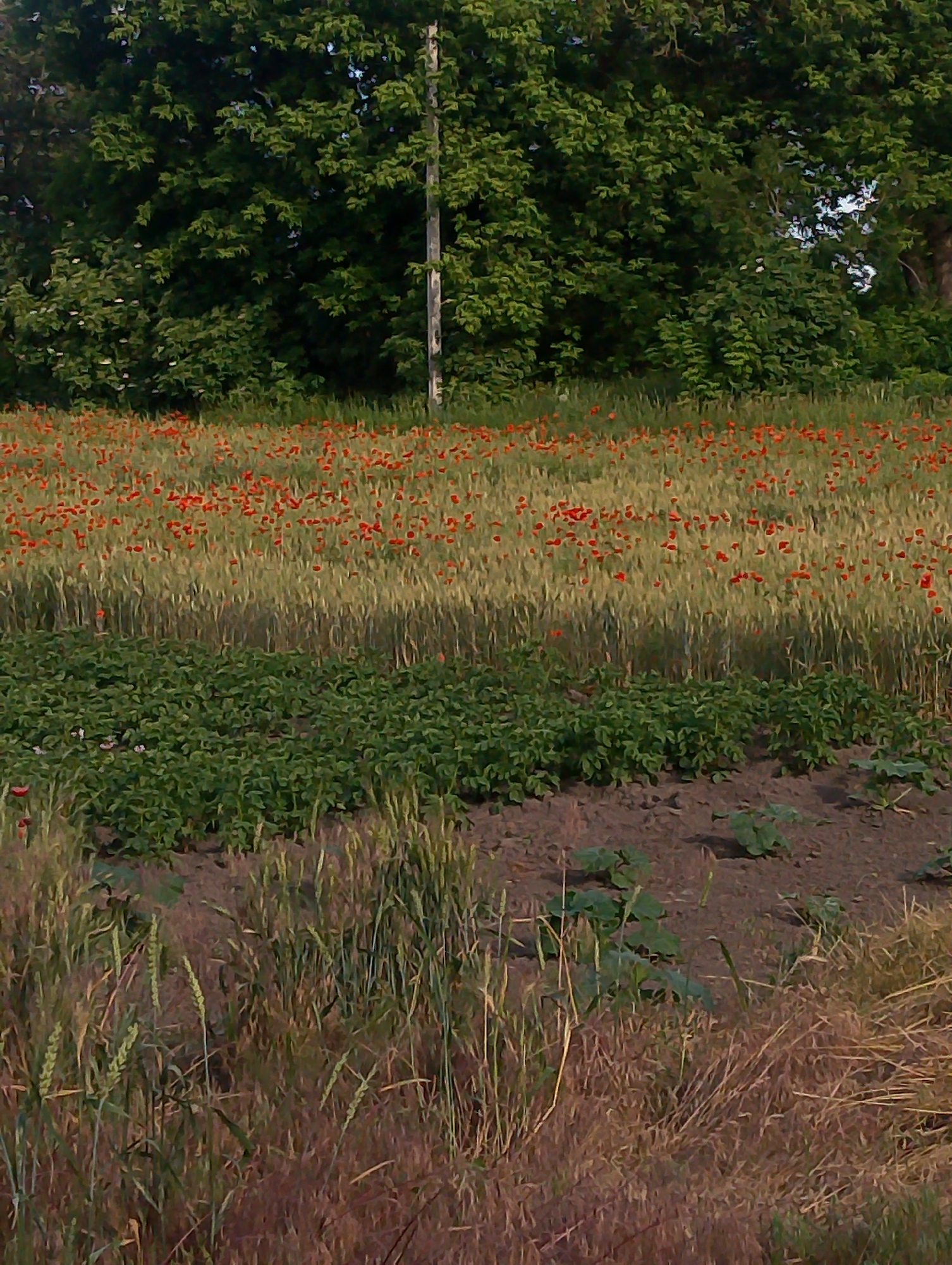 The image shows a rural landscape with agricultural fields and a dense line of trees in the background. The foreground consists of a patch of dry grasses and some green plants. Directly behind this is a field of green plants, possibly potatoes. Further back, a field of grain, likely wheat, is interspersed with a dense scattering of red poppies. The trees form a dark green backdrop, with a vertical wooden pole visible among them. The scene appears to be a tranquil countryside setting, consistent with the rural character of Ustyvytsia, Ukraine. There are no people or animals visible in the image. The lighting suggests it is daytime, likely late afternoon or early evening due to the warm tones.