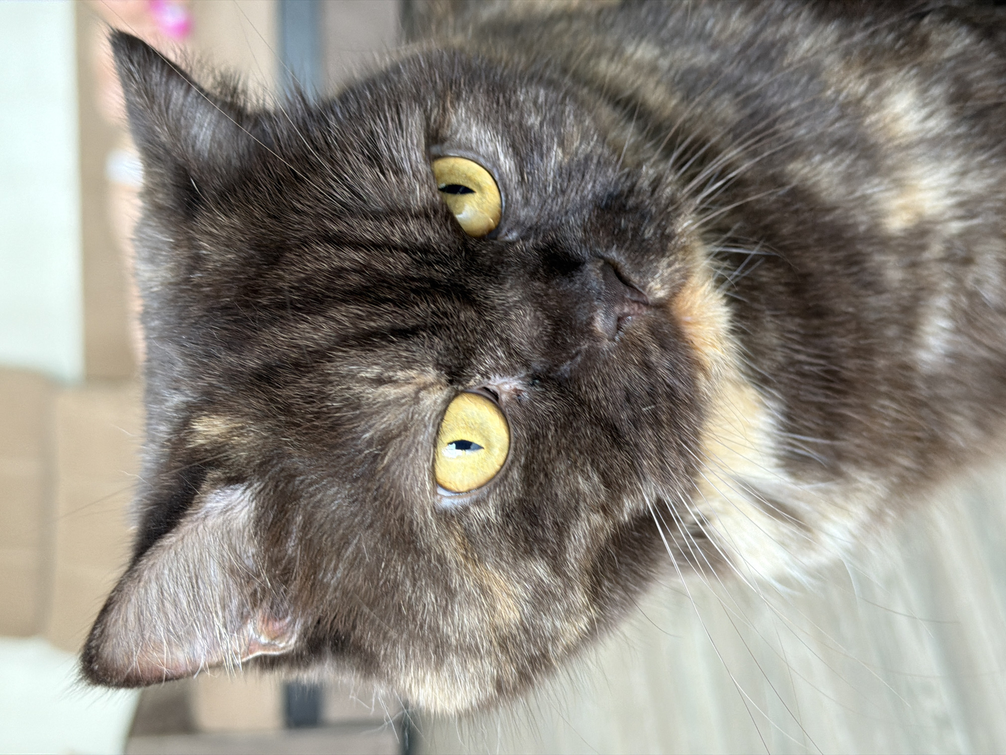 A close-up shot of a gray tortoiseshell cat with yellow eyes. The cat's head is tilted to the side, with one ear visible on the left side of the frame. The cat has long white whiskers. The background is out of focus and includes a cardboard box and a light-colored surface. There is no visible information to suggest that this image was taken in the city of Chaikovsky, Russia.
