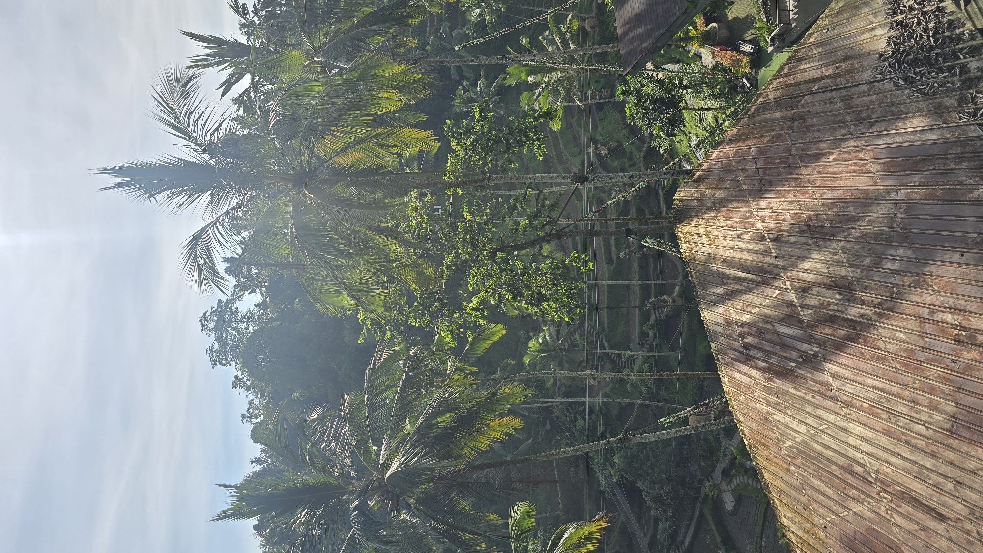 A high-angle shot shows rice terraces and palm trees in Tegallalang, Indonesia. A weathered, ridged wooden platform occupies the right side of the frame, while lush green vegetation covers the background. Palm trees are scattered throughout the scene, reaching into the sky. The sky is a light blue with soft, diffused sunlight. Rice paddies and other greenery form a layered landscape, blending with the natural terrain. Decorations are seen on the trees with the background in shade. The shot composition includes part of an elevated structure.