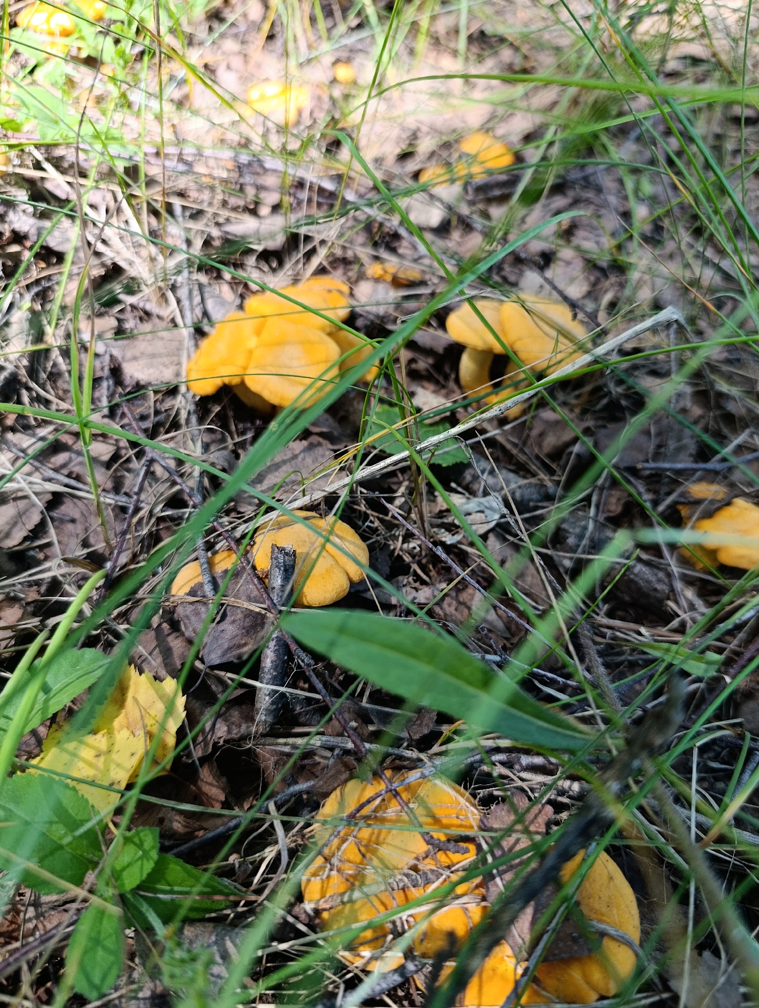 In Zipunovo, Russia, a close-up, eye-level shot captures a cluster of bright yellow chanterelle mushrooms nestled amongst dried leaves, pine needles, and green grass. The mushrooms, varying in size and shape, are the primary subjects, with some appearing to be partially obscured by the surrounding foliage. The natural lighting suggests an outdoor setting, likely a forest floor, with dappled sunlight illuminating the scene. The focus is on the mushrooms and their immediate environment, creating a detailed and textured view of the forest floor.