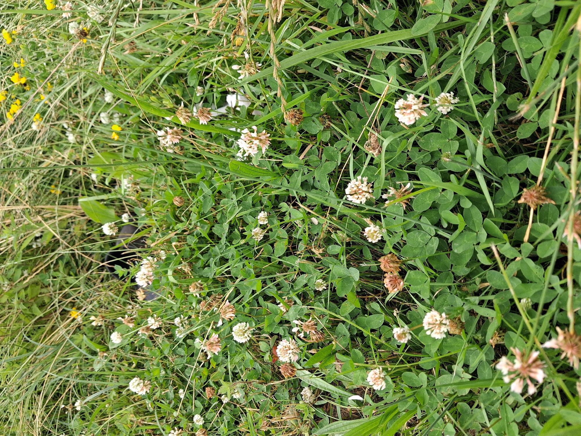 The image depicts a close-up, vertical view of a patch of wild vegetation, likely a meadow or field, in Reutyntsi, Ukraine. The dominant subjects are numerous clover plants with their characteristic three-leafed foliage and small, round flower heads. The flowers are primarily white and pale pink, with some showing signs of drying and browning. Interspersed among the clover are blades of tall, green grass and some dried stalks. A few small yellow wildflowers are visible in the upper left quadrant, adding a touch of color to the predominantly green and white scene.
The setting appears to be outdoors during the daytime, suggested by the natural lighting. There are no obvious cues about the time of day beyond the presence of daylight. The weather appears to be fair, as the vegetation looks healthy and there are no signs of rain or harsh conditions. The overall impression is one of natural growth and a serene, rural environment.
Notable details include the texture of the clover leaves and the delicate structure of the flowers. The image focuses on the details of the plant life, creating an almost abstract composition of greens, whites, and browns. There is a hint of what might be a dark object or shadow in the upper left-center of the image, partially obscured by the grass, but it is not clearly identifiable. No text is visible in the image. The overall mood is peaceful and naturalistic.