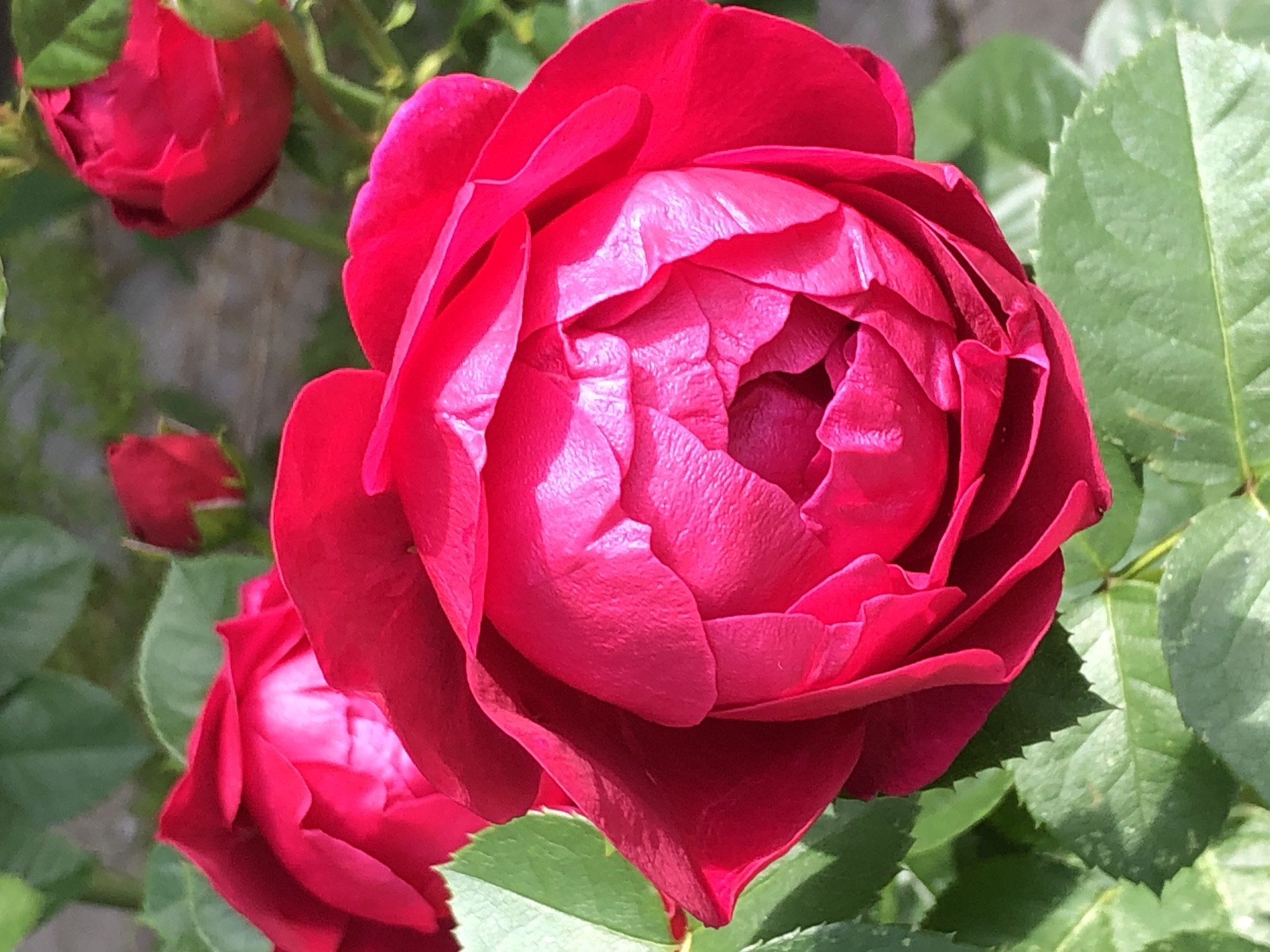 A close-up, eye-level, vertical shot focuses on the vibrant crimson petals of a rose bloom. The rose is in the foreground, its petals tightly furled in the center, creating a deep, shadowed recess. Sunlight illuminates the outer petals, highlighting their delicate texture and the subtle creases within their folds. To the left and bottom of the frame, lush green rose leaves provide a contrasting backdrop, their serrated edges clearly visible. In the upper left and right corners of the image, two smaller, less defined rose blooms and a bud are visible, suggesting a cluster of roses. The background is softly blurred, with hints of muted green foliage and a textured, earthy surface, possibly soil or a paved area. The lighting is bright and natural, indicating an outdoor setting bathed in sunlight. There are no people or animals present in the scene.