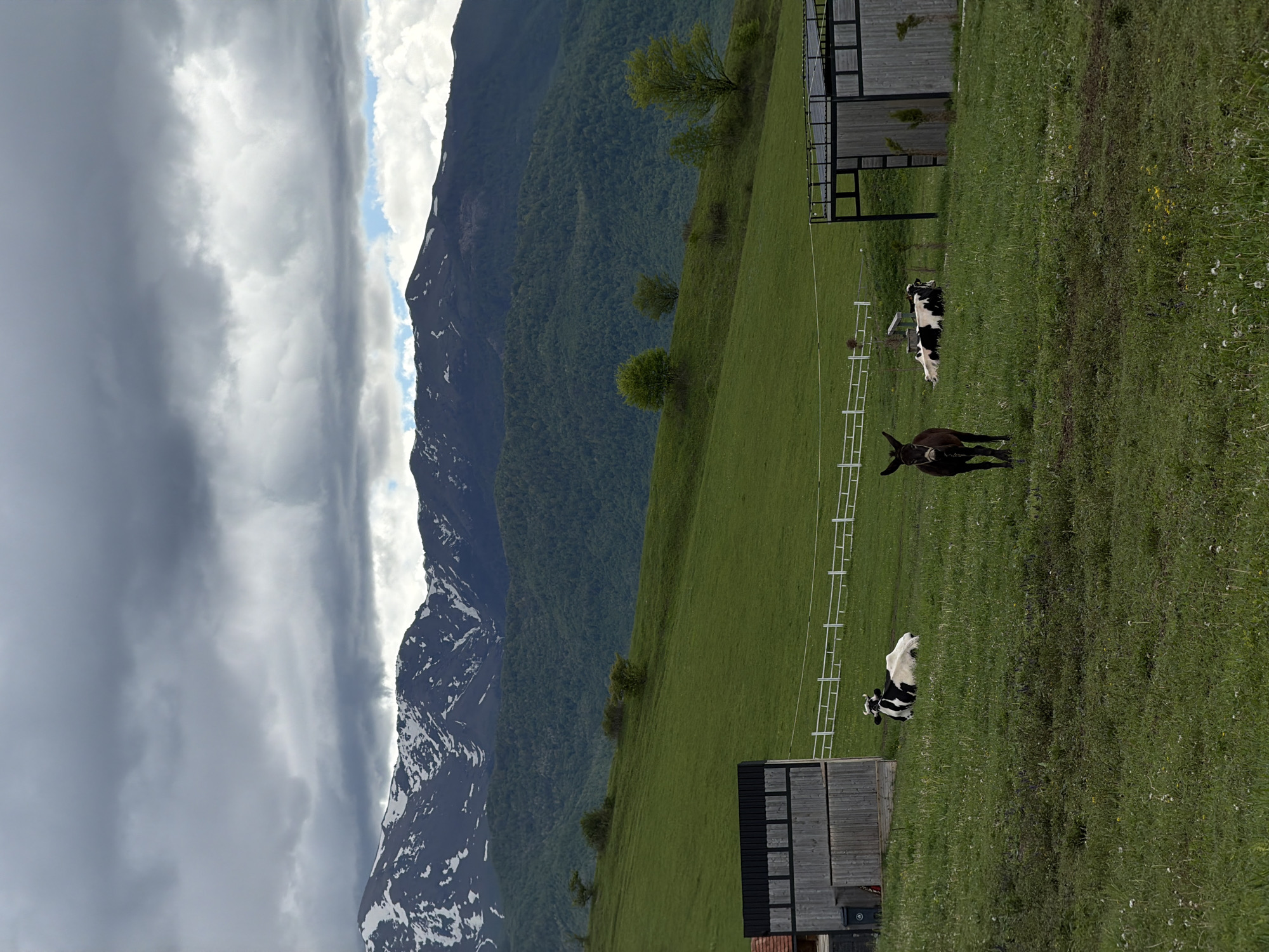 The image presents a panoramic view of the landscape around Dsegh, Armenia. The scene includes a green, sloping meadow dotted with wildflowers. A dark-colored donkey stands in the middle of the field, and several black and white cows are scattered across the grass. A series of metal fences run across the field. Two wooden structures are positioned on either side of the meadow. The backdrop is dominated by a mountain range, partially covered in snow, with dark, heavy clouds overhead, hinting at an overcast or stormy day.