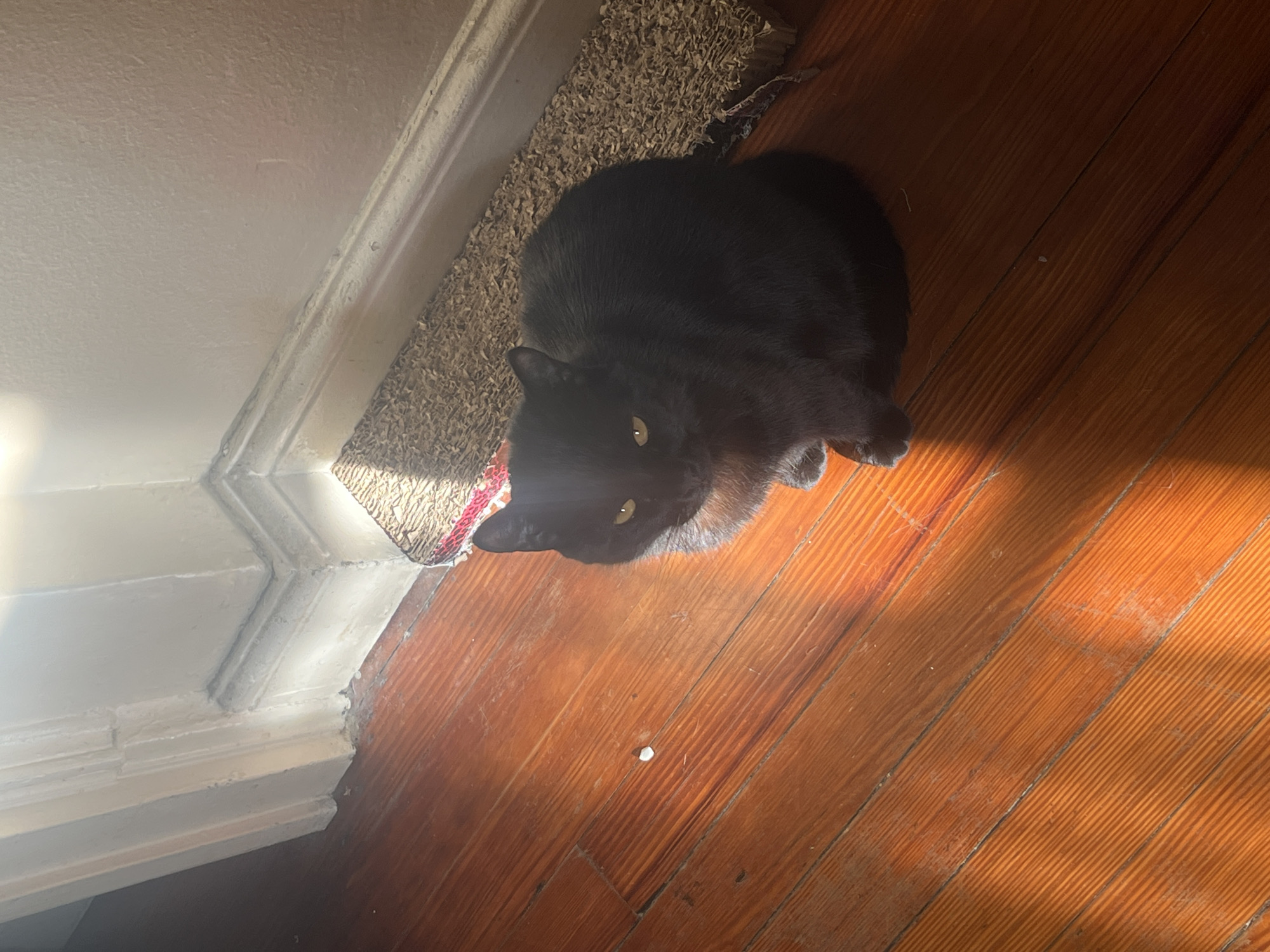 A black cat sits on a hardwood floor next to a scratching post and a white wall. The location is likely an indoor setting, potentially a residential home. There are no explicit indications of Buenos Aires, Argentina.
