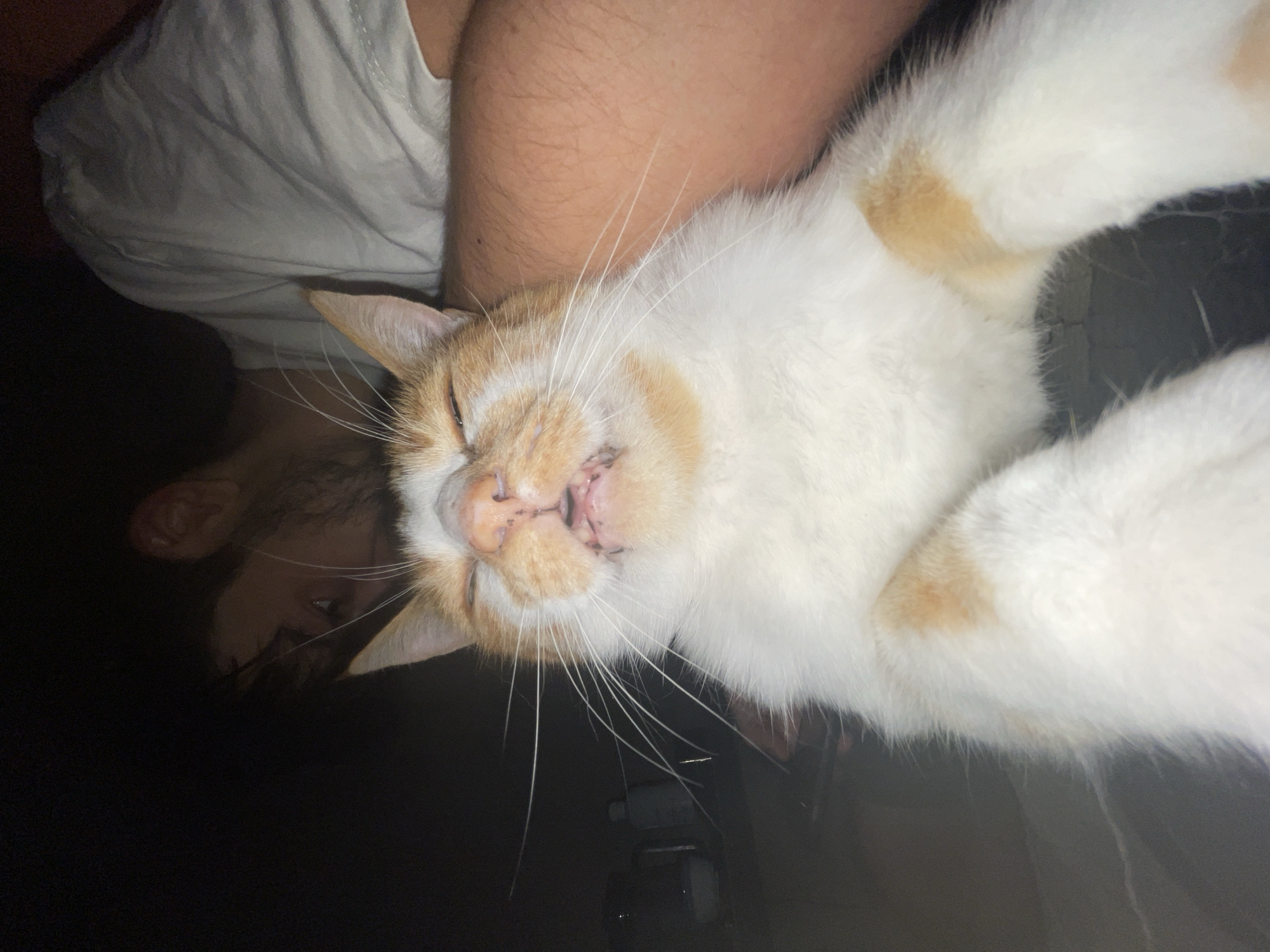 A close-up, low-angle, indoor shot shows an orange and white cat with its eyes closed and mouth slightly open, appearing to be sleeping or purring. The cat's face is in the foreground, with its whiskers prominent. In the background, a person is partially visible, resting their head on the cat or being held by it. The person is wearing a white t-shirt. The environment appears to be a dimly lit room. The image was taken in Neoi Epivates, Greece.
