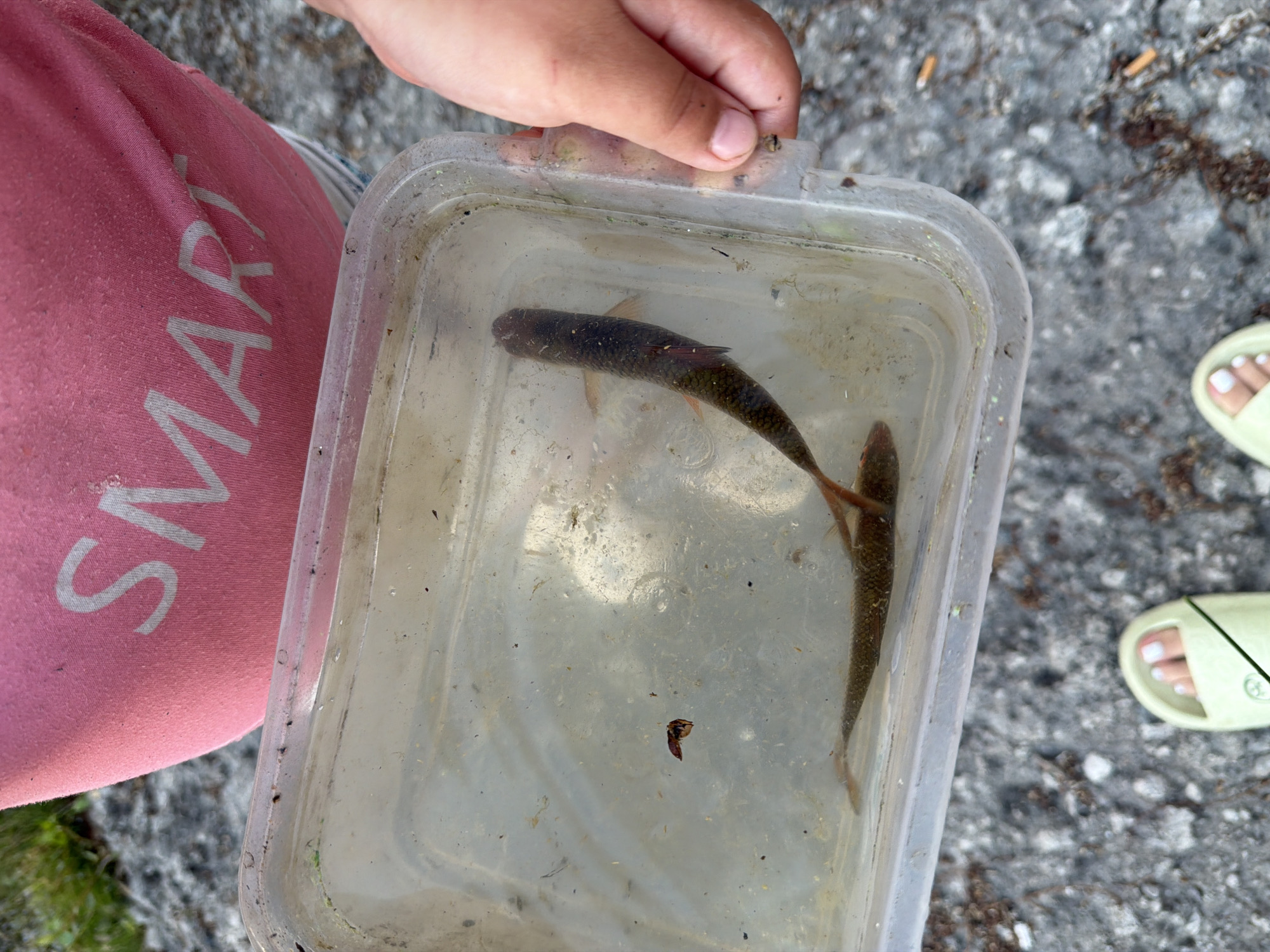 A close-up, eye-level, over-the-shoulder shot shows a child holding a clear plastic container filled with water and two small fish. The container is transparent, allowing a clear view of its contents. The fish, dark-colored with visible fins, are swimming in the water. A small, brown object, possibly debris or a smaller aquatic creature, is also visible in the container. The child's hand, with visible fingernails, is seen on the right side of the frame, gripping the container. The child is wearing a pink t-shirt with the word "SMART" printed in white letters. In the lower portion of the image, the child's feet are visible, wearing light green slide sandals. The background consists of a grey, rocky surface with some dry vegetation scattered around, suggesting an outdoor environment. The lighting is natural, indicating it is daytime. The scene appears to be in a natural setting, possibly near water where the fish were caught. The specific location in Obukhivka, Ukraine, is not visually discernible from the image itself.