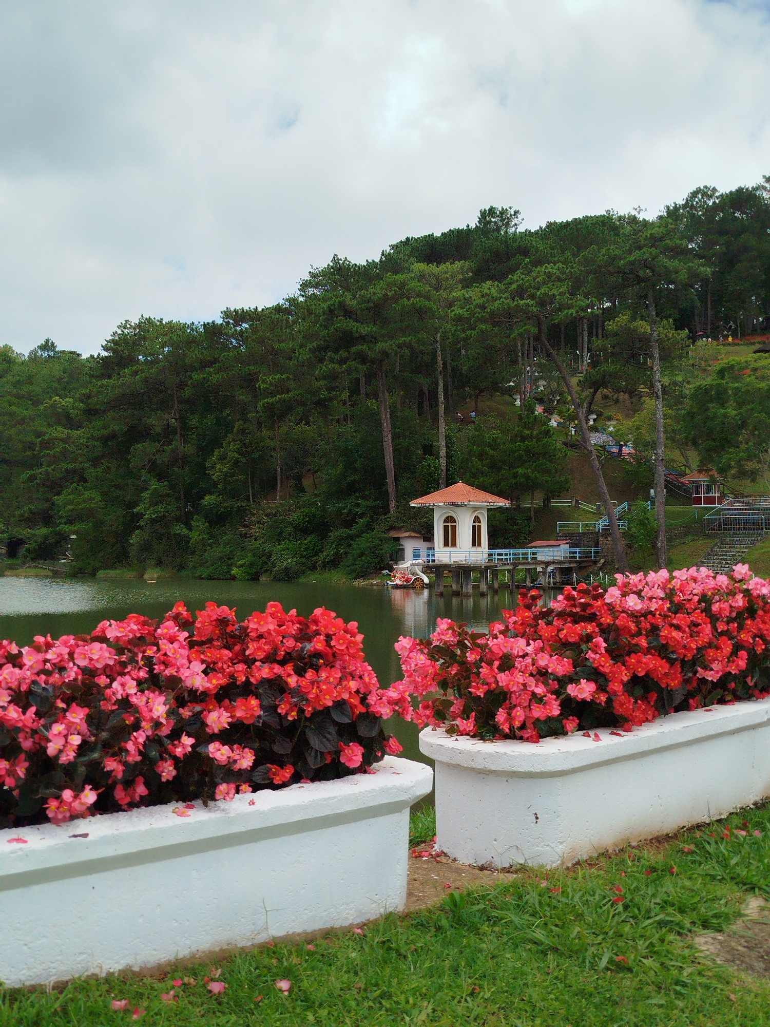 The image depicts a scenic view of a lake and a hillside covered with pine trees, likely at Xuan Huong Lake in Da Lat, Vietnam. In the foreground, two white planters overflow with vibrant pink and red begonias. Beyond the flowers, the lake's surface is visible, reflecting the overcast sky. A white building with a red-tiled roof, resembling a pavilion or gazebo, sits on a pier extending into the lake, connected by a blue railing. Further up the hill, more structures and pathways are discernible amidst the dense green pine forest. The overall atmosphere is serene and picturesque, with hints of human presence in the distant structures and potentially the faint shapes of people on the hill. The ground in the foreground is covered with green grass, and some fallen flower petals are scattered on the grass and the planters.