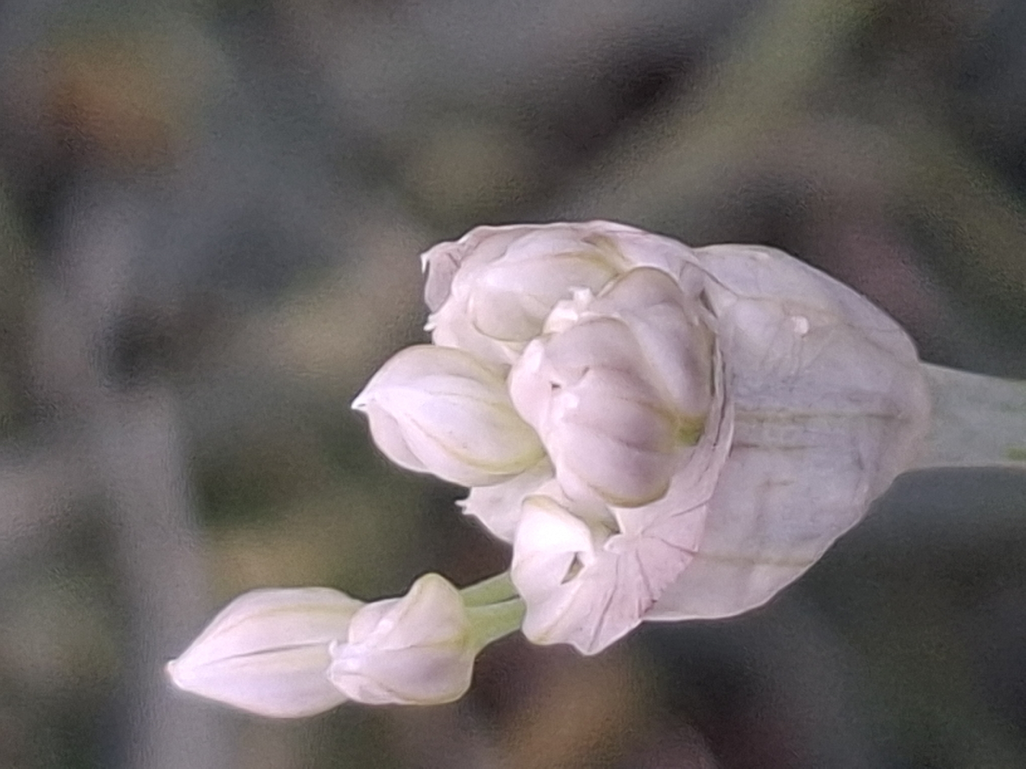 A close-up, slightly out-of-focus photograph shows a cluster of pale pink and white flower buds, likely belonging to an allium species, against a blurred green and gray background. The buds are tightly closed, with delicate, papery outer layers. Some of the buds are supported by thin green stems, and the overall structure suggests an unopened flower head. The lighting is soft, highlighting the subtle textures and colors of the petals. The image appears to be taken outdoors, in a natural setting, and does not contain any discernible city landmarks or references to Almaty, Kazakhstan.