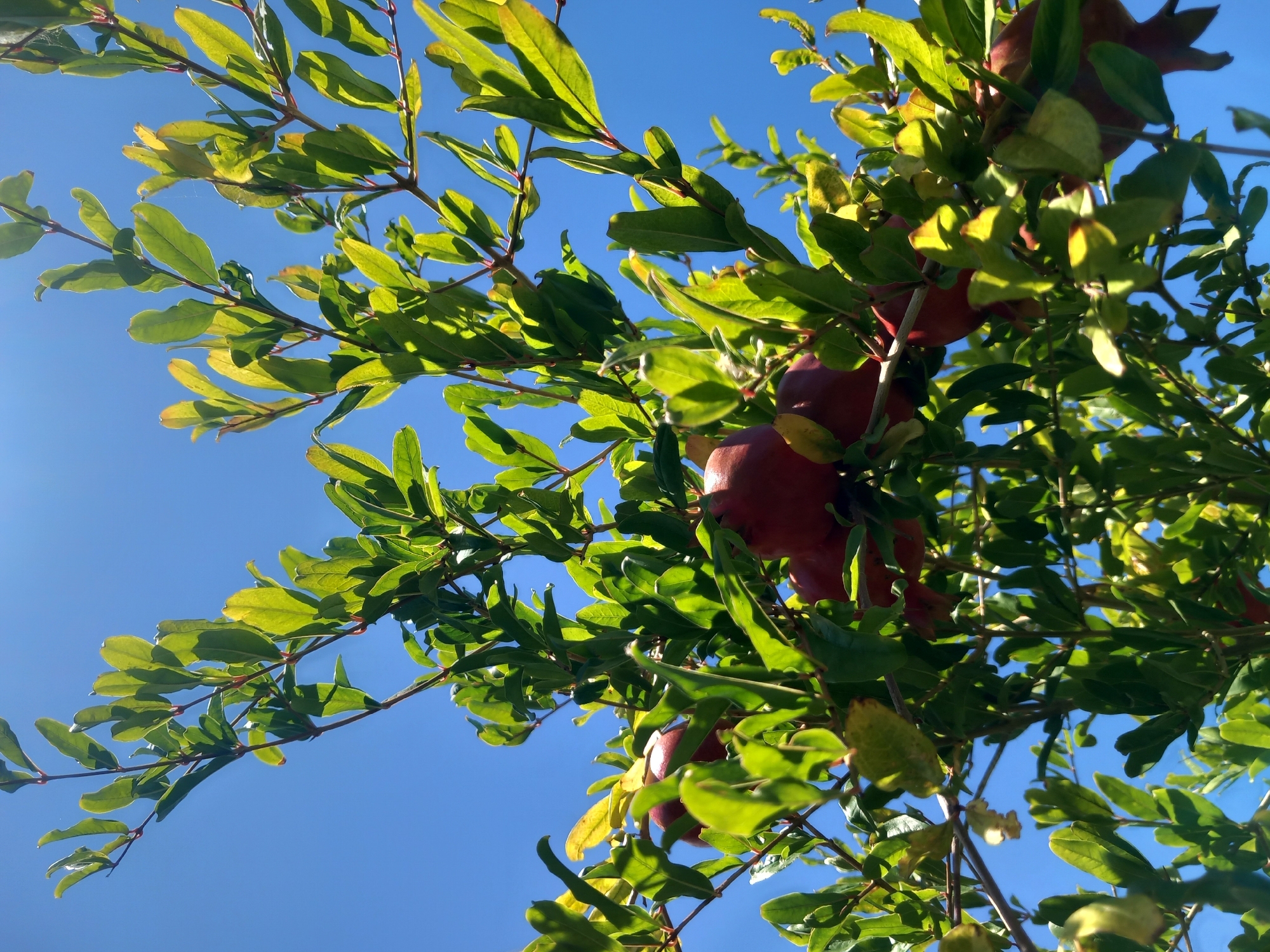 The image is a close-up, low-angle shot of a pomegranate tree branch laden with ripening fruit. The background is a clear, bright blue sky. The pomegranates are round and deep red, with some showing their characteristic crown-like calyx. They are nestled amongst vibrant green leaves, some of which are tinged with yellow, indicating they are catching the sunlight. The branches are thin and reddish-brown. The overall impression is one of abundance and natural growth. The scene is set in an outdoor environment, consistent with a garden or orchard, and it is likely located in Άγιος Νεκτάριος, Greece, given the context. There are no people or animals visible in the image.