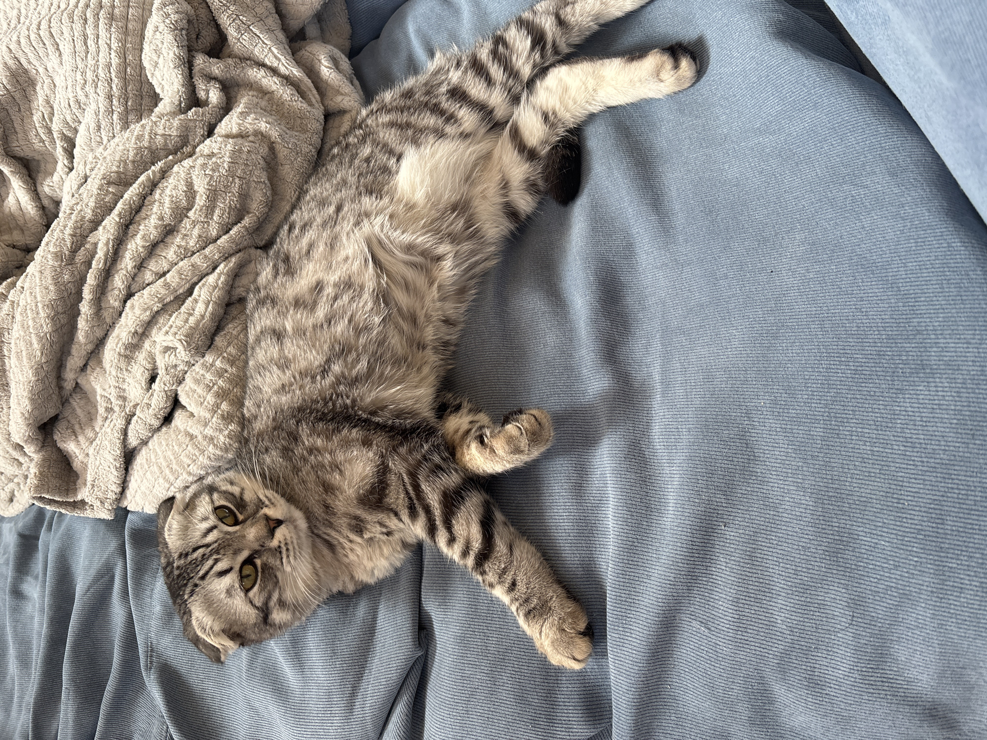 A grey tabby cat lies on a blue, corduroy-like surface next to a rumpled, light grey blanket. The cat is positioned diagonally across the frame, with its head near the lower-left corner and its tail extending towards the upper-right corner. Its belly is visible, and its legs are outstretched. The blanket is bunched up in the upper-left corner. The scene appears to be indoors, likely on a bed or couch. There are no visible indications of the location being in Perm, Russia.