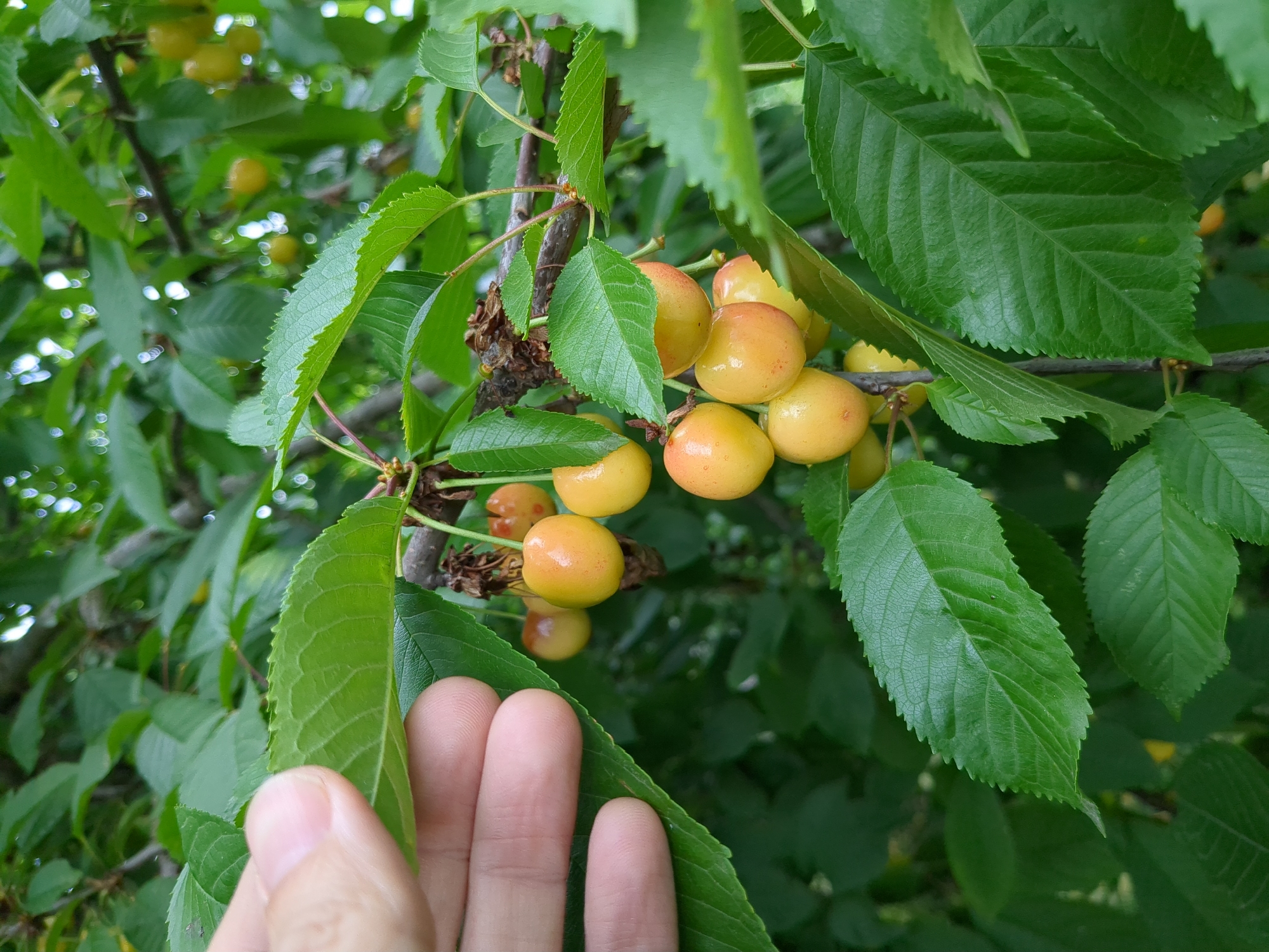 In Boryspil, Ukraine, a close-up shot captures a cluster of unripe, yellow cherries on a branch, partially obscured by lush green foliage. A hand, with visible fingerprints on the thumb and index finger, is gently holding a large, serrated green leaf, providing scale and context to the fruit. The cherries are round and smooth, with a slightly translucent quality, hinting at their developmental stage. Some of the cherries exhibit faint blush marks of pink or red, suggesting they are beginning to ripen. The background is a dense tapestry of green leaves and branches, creating a natural, outdoor setting characteristic of an orchard or garden. The lighting suggests it is daytime, with soft light filtering through the leaves, creating dappled patterns.