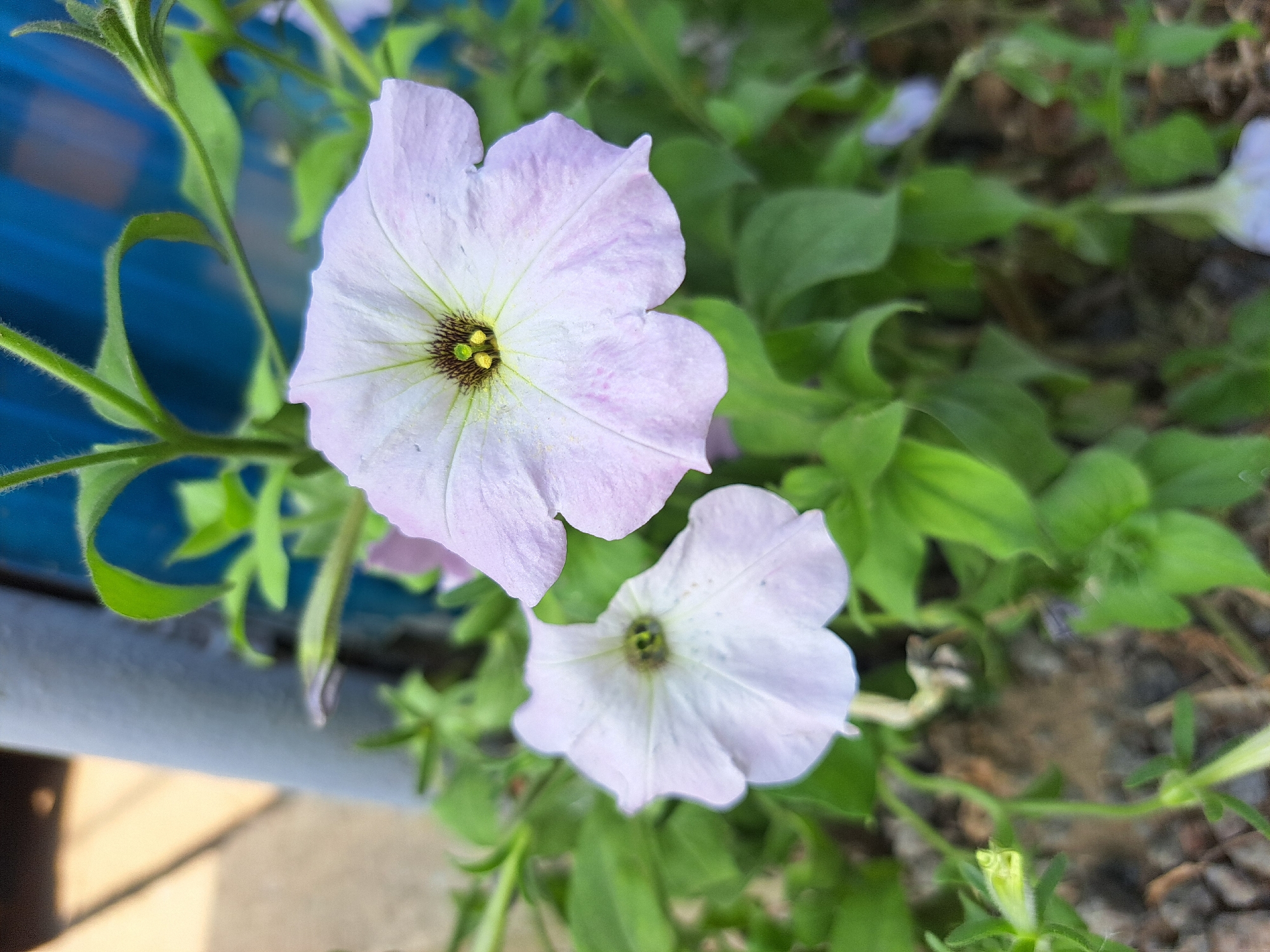In Vypasne, Ukraine, a close-up shot focuses on two light purple petunias with prominent stamens. The flowers are surrounded by green foliage and are in soft focus against a blurred background of what appears to be a blue corrugated metal surface and a gray pipe or pole. The ground beneath the plants is visible, composed of small pebbles and soil. A small, unopened bud is also visible in the lower left quadrant of the image.