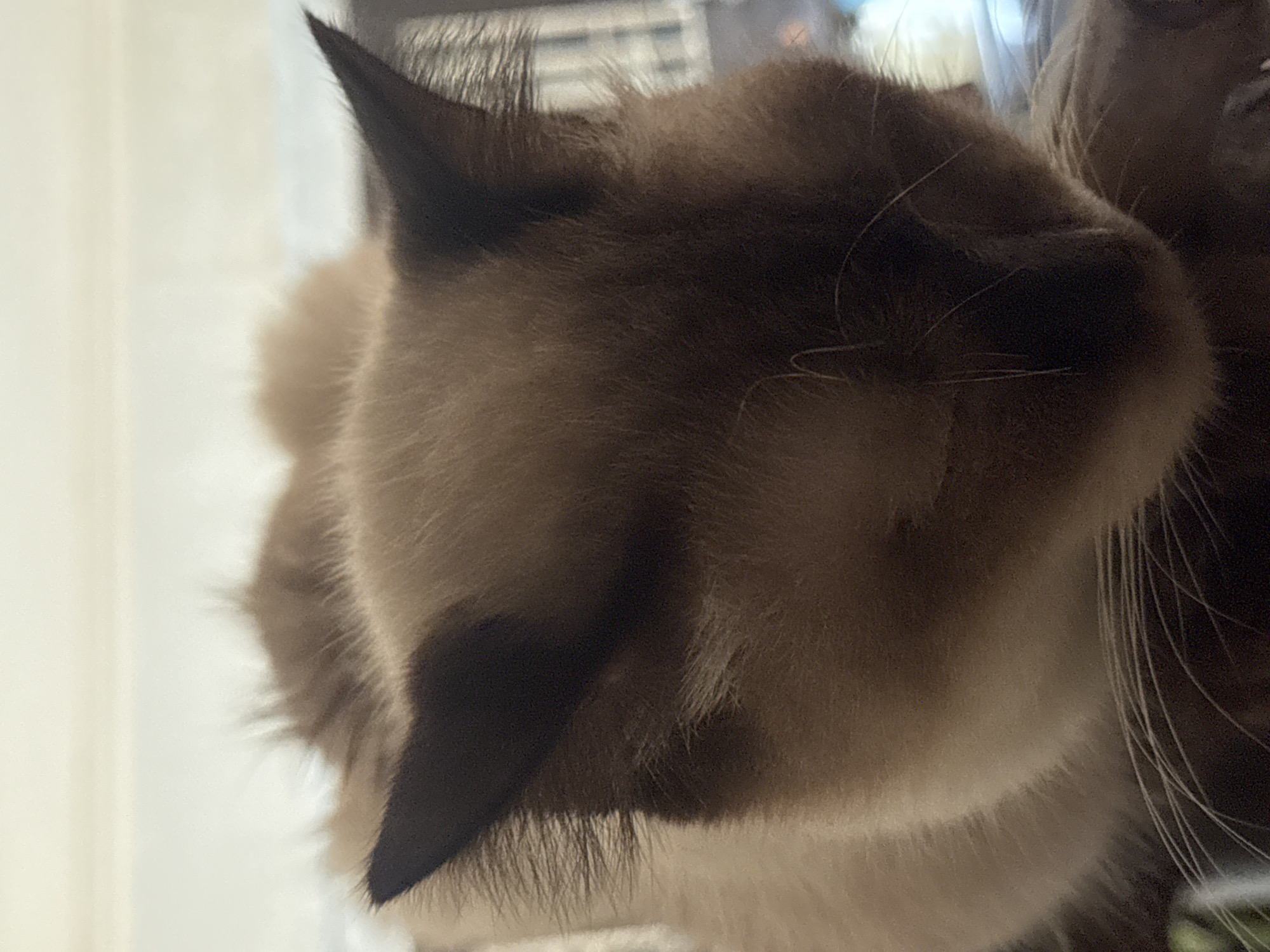 The image is a close-up, slightly angled, headshot of a Siamese cat sleeping. The cat's fur is light brown with darker brown points on its ears and face. Its eyes are closed, and its head is tilted down. The background is blurred and indistinct, but appears to be an indoor setting. No specific location within Davao City, Philippines can be determined from the image.