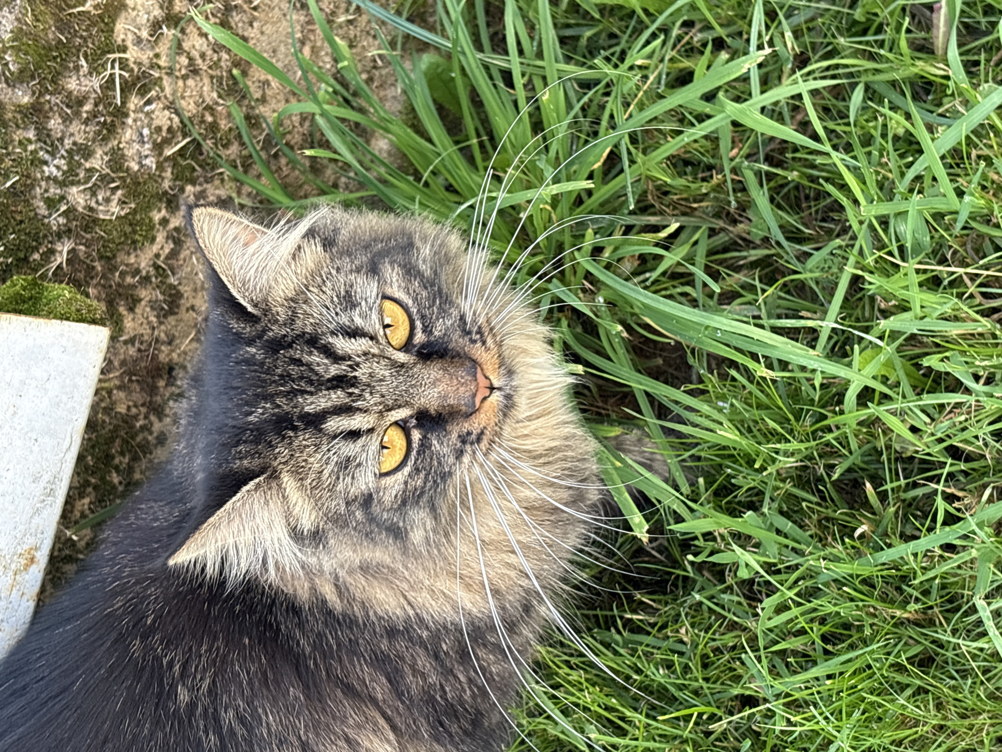 A close-up, high-angle shot captures a tabby cat with striking yellow eyes and long white whiskers, partially submerged in green grass. The cat's fur is a mix of dark grey and brown stripes, with lighter tan fur around its muzzle and chest. Behind the cat, a patch of mossy ground is visible, with a portion of a light-colored concrete structure in the upper left corner. The scene appears to be outdoors, with the natural lighting suggesting it is daytime. There is no indication of the location within the city of Navahrudak, Belarus.