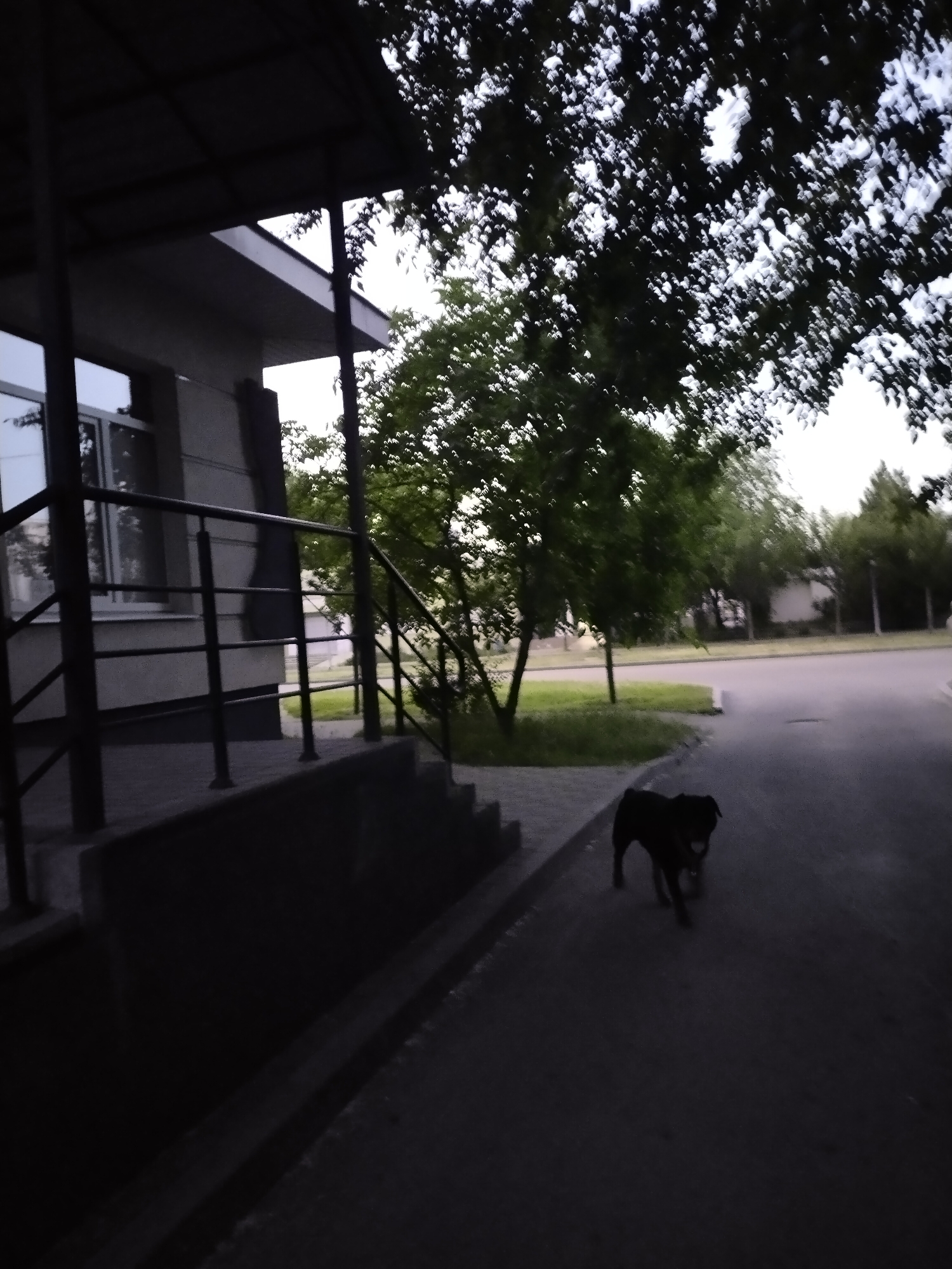 The image captures a street scene at dusk in Horishni Plavni, Ukraine. In the foreground, a dark-colored dog is walking on an asphalt road. To the left, there is a building with a railing and steps leading up to an entrance. The building appears to be a modern structure with a window visible. Trees with green foliage are present on the right side of the image, and the sky is overcast. The overall lighting suggests that it is late afternoon or early evening.