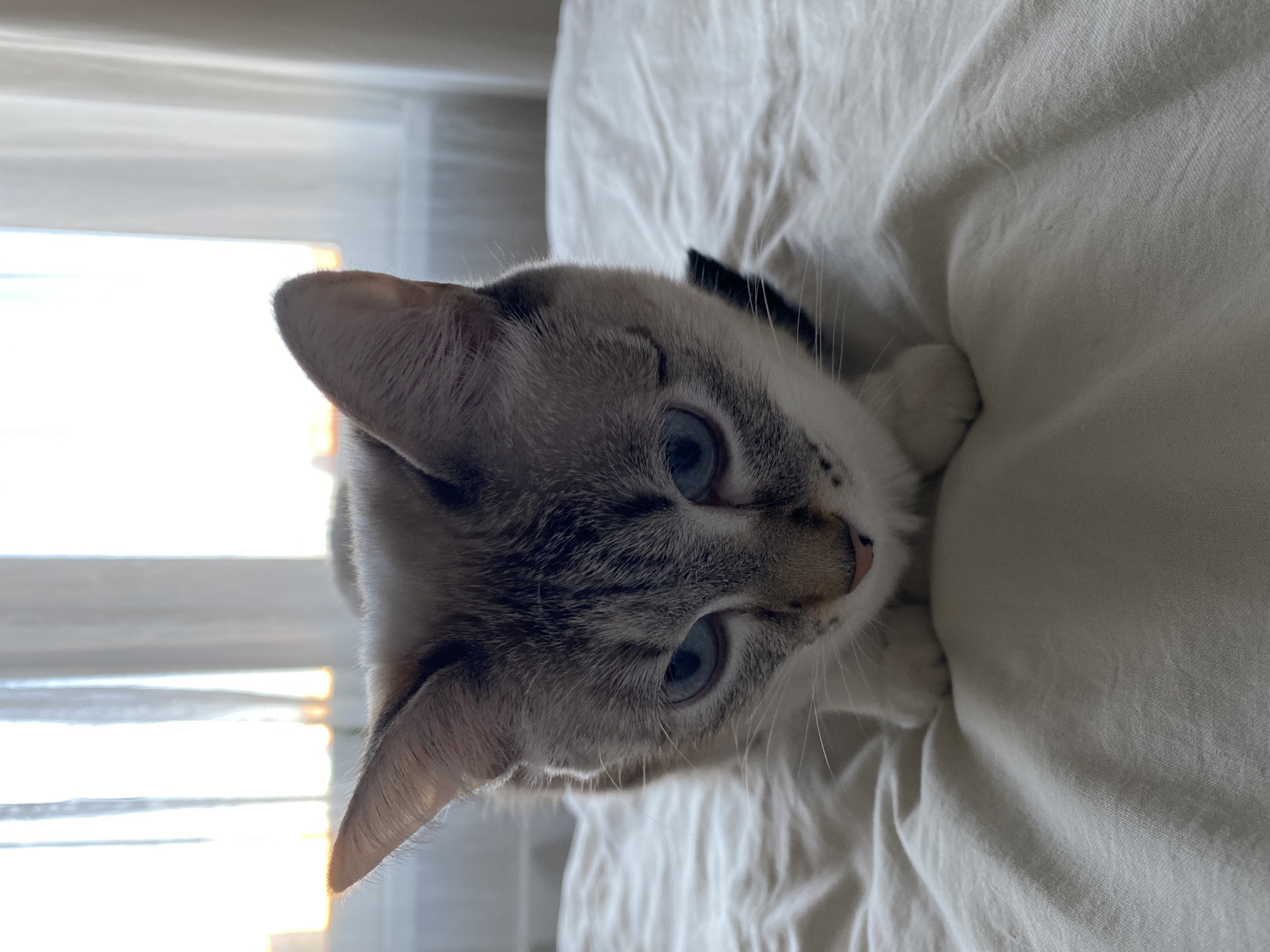 A close-up, slightly angled, high-angle shot depicts a light-colored cat with blue eyes lying on a white sheet. The cat's head and front paws are visible. A black collar is visible around the cat's neck. Behind the cat is a window covered by white blinds.