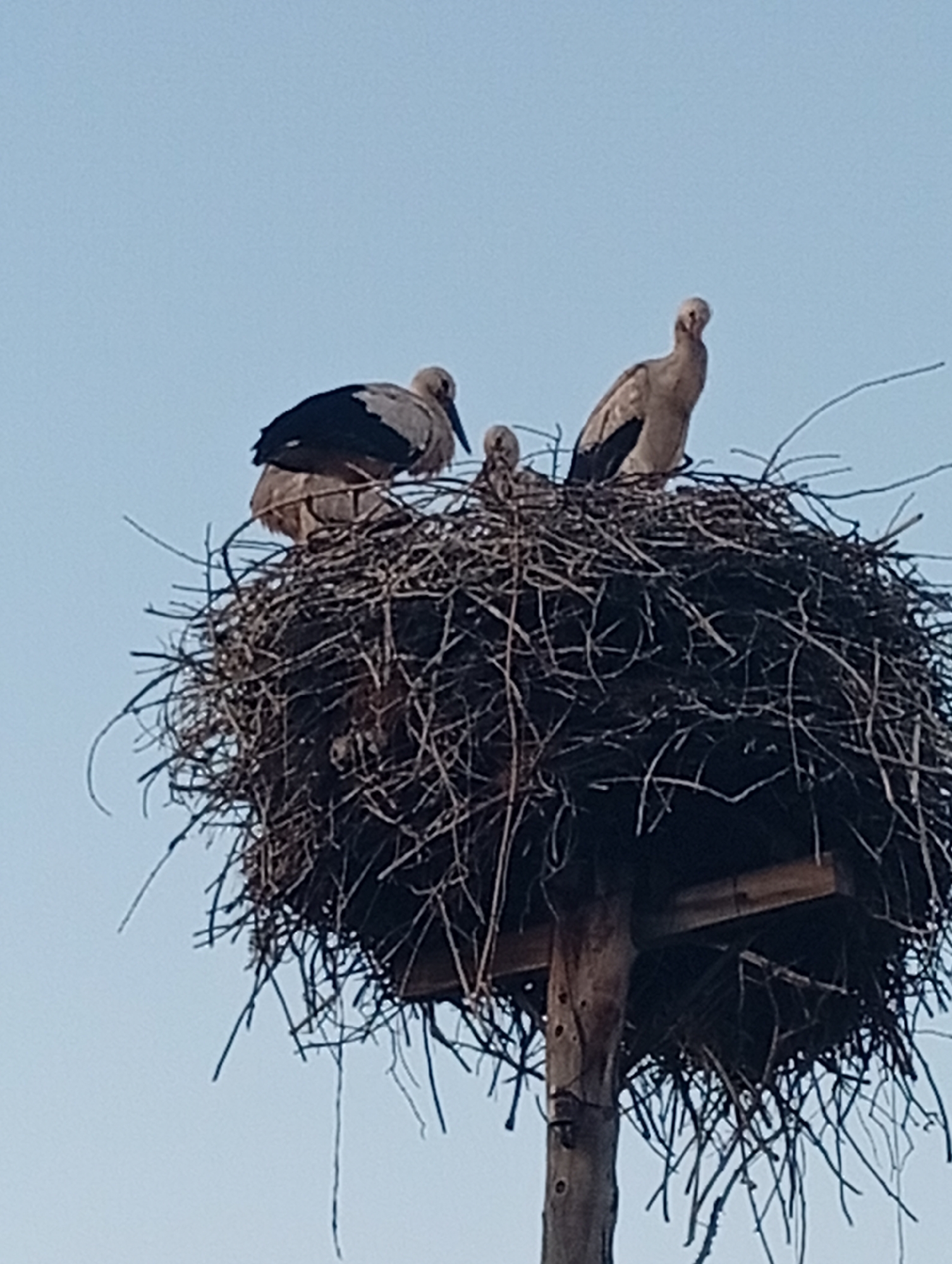 A high-angle, medium shot captures a stork's nest perched atop a wooden pole. The nest is intricately constructed from twigs and branches, forming a large, circular structure. Within the nest, three storks are visible. One adult stork stands on the left, its back to the camera, with black and white plumage. Another adult stork is positioned on the right, facing the camera, with light brown plumage and a long neck. In the center of the nest, between the two adults, a smaller, juvenile stork is nestled. The background consists of a clear, light blue sky. The scene appears to be outdoors, with no other discernible elements of a city environment visible.