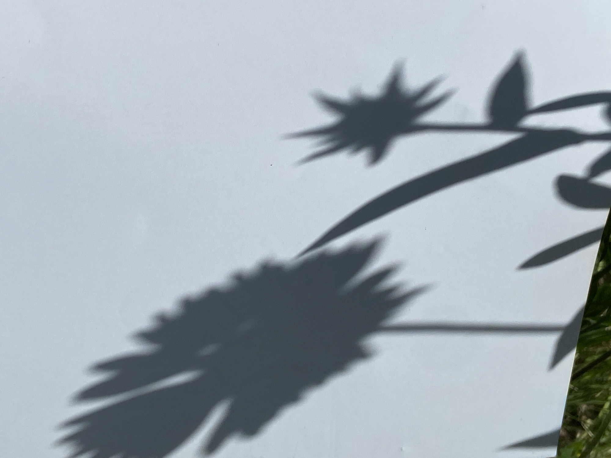 The image displays an abstract composition of dark shadows cast by plant life onto a bright, light-colored surface, likely a sheet of paper or a board. The main subjects are the intricate shadows, which include two distinct flower-like shapes and several elongated stems and leaves.
In the lower left, a large shadow of a blossom with numerous spiky or serrated petals dominates the foreground. Towards the upper right, a smaller shadow resembling another spiky flower head is visible, connected by a prominent stem with leaf-like appendages that extend across the frame. Additional subtle shadows of leaves are present towards the right edge of the image.
The scene captures a moment outdoors on a bright, sunny day, indicated by the sharp edges and clear definition of the shadows. The intensity of the light suggests direct sunlight, possibly during midday or early afternoon. A sliver of vibrant green grass is visible along the right edge of the frame, providing a clear environmental cue that the setting is natural and outdoors, such as a garden or a lawn.
The activity depicted is simply the natural phenomenon of shadows being projected by sunlight onto a surface. The image is devoid of people or any visible text, focusing solely on the interplay of light and shadow to create a striking, minimalist visual.