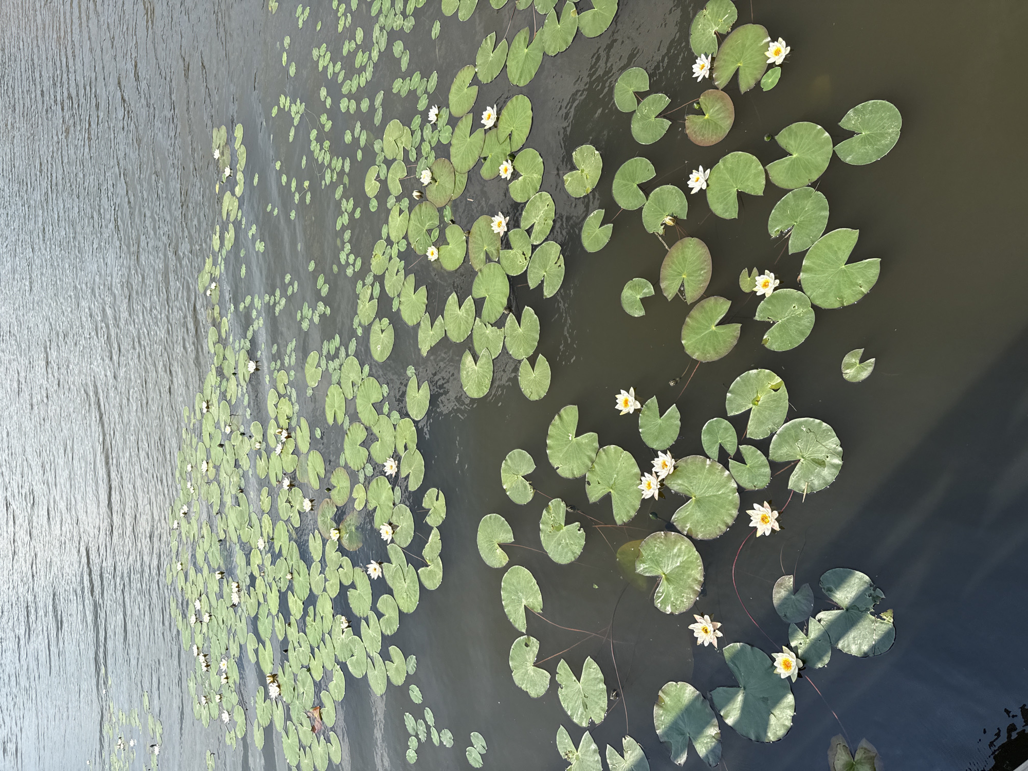 A body of water, likely a lake or large pond, is covered with numerous green lily pads. Several white water lilies with yellow centers are blooming among the lily pads. The water has ripples and reflects the sky, which is not visible in the frame. The scene is likely located in or near Votkinsk, Russia, a city known for its natural beauty and proximity to Lake Votkinsk. There are no people or animals visible in the image. The lighting suggests it is daytime, possibly late morning or afternoon, with some dappled shadows on the water.