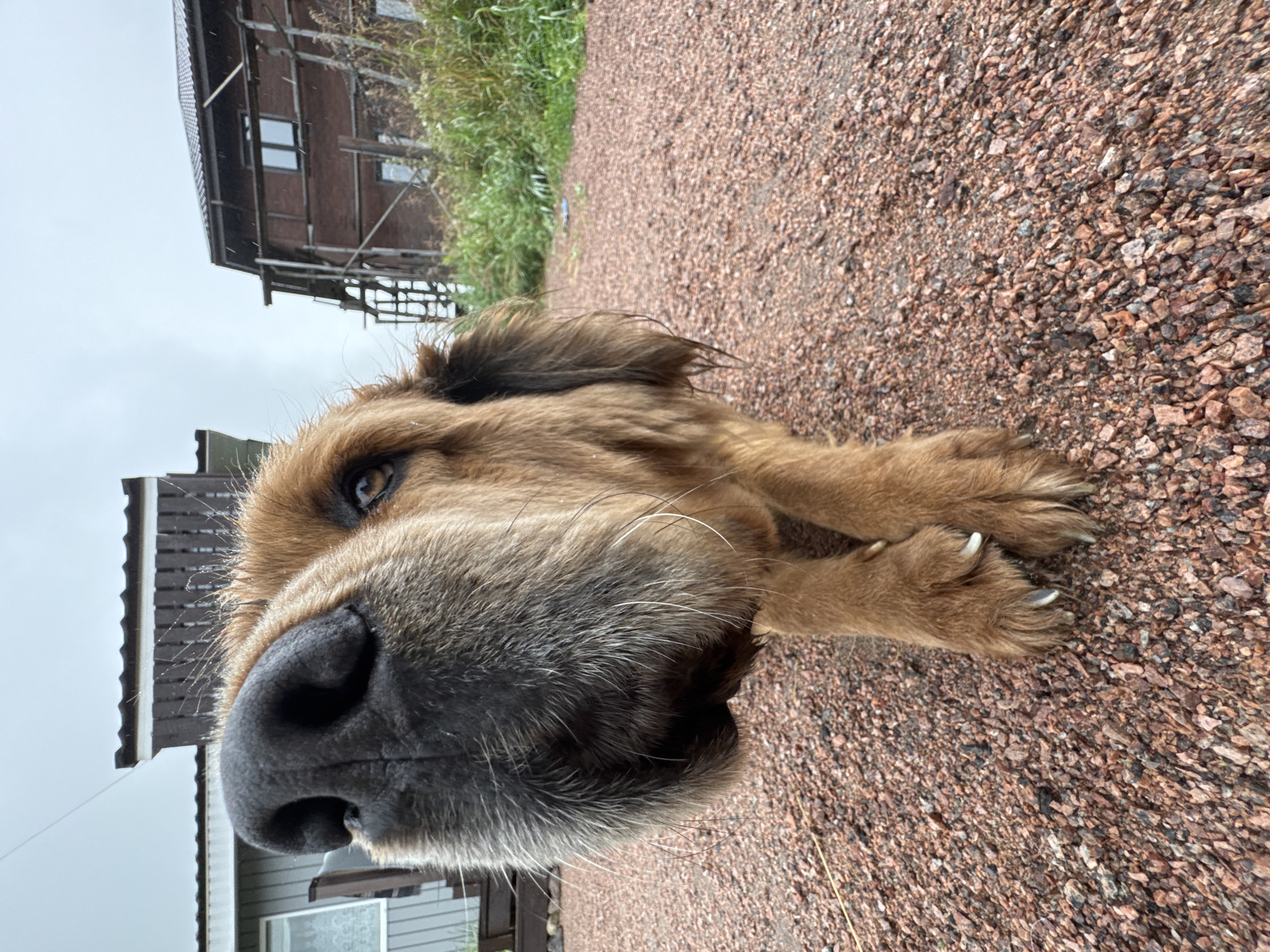 This media file is a close-up, low-angle shot of a dog's face. The dog, appearing to be a breed with long, brown fur, is lying down on a surface of small, reddish-brown gravel. Its head is tilted, and its large, wet nose is prominent in the foreground. The dog's right eye is visible, looking slightly upwards. Its paws, with visible claws, are resting on the gravel to the right of its head.
In the background, out of focus, are elements of a rustic setting. To the left, a wooden building with a dark, pitched roof and visible windows can be seen. Further back, there is greenery, possibly tall grass or bushes. The sky appears overcast, suggesting a cloudy or possibly rainy day.
The close-up perspective and the dog's direct gaze create an intimate and engaging portrait. The overall mood is relaxed, perhaps suggesting the dog is resting or observing its surroundings. There is no visible text in the image. The location context provided is Kempelevo, Russia.