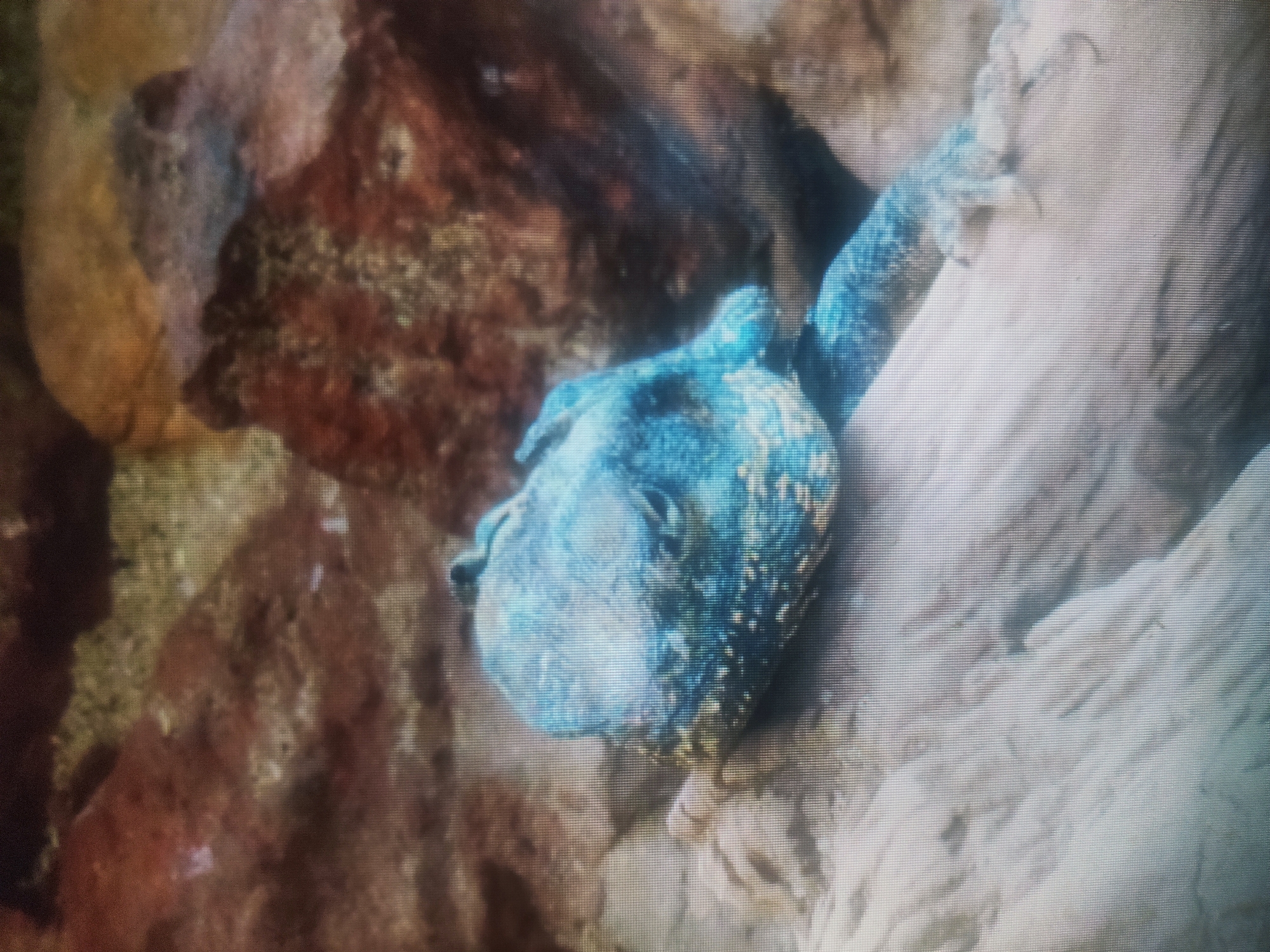 The image shows a close-up of a blue lizard resting on a piece of wood. The lizard has a textured, scaly skin and its claws are visible. In the background, there are reddish-brown rocks and some sandy or earthy material. The lighting is dim, and the image has a grainy quality. There is no visible indication of the city of Kalush, Ukraine, or any specific location within a city. The scene is a naturalistic environment, possibly an enclosure or habitat for the lizard.