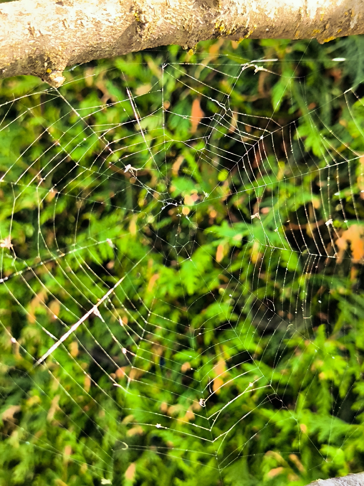 A close-up, vertical, full shot captures a delicate, intricate spiderweb stretched across the foreground. The web's fine, shimmering threads are illuminated by light, creating a network of lines against a blurred background. The backdrop consists of vibrant green foliage, suggesting an outdoor setting, possibly a garden or park. A rough, textured tree branch runs horizontally along the top of the frame, providing a natural anchor for the web. There are no people or animals visible in the image. The scene is likely located in a park within the city of Riga, Latvia, given the lush greenery and the presence of a tree branch, common features in urban green spaces.