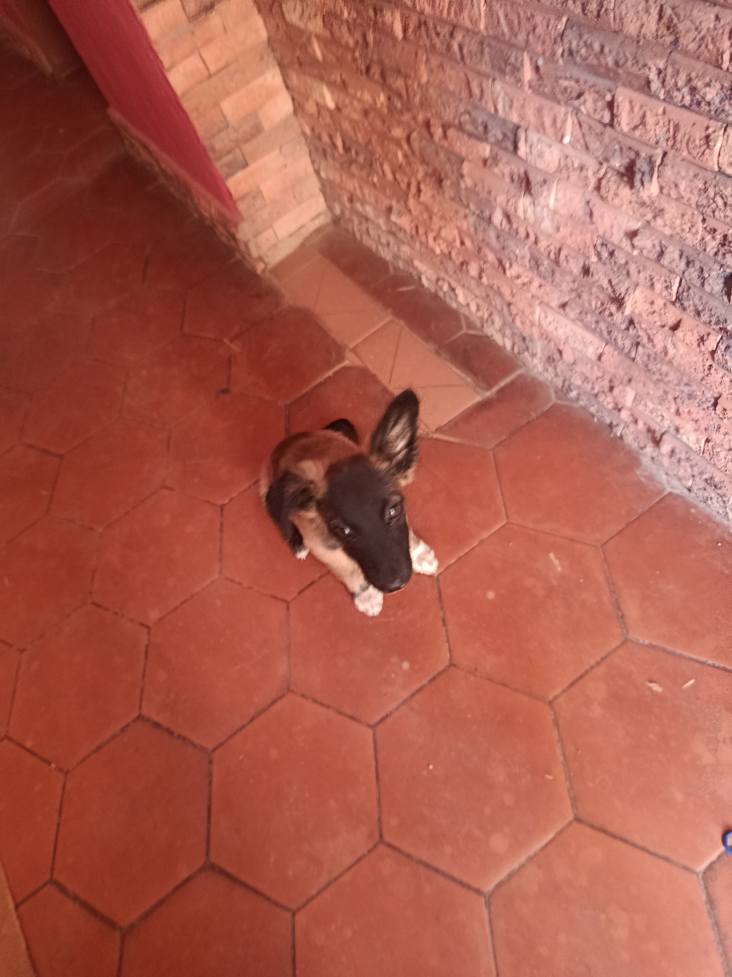 A high-angle shot shows a young German Shepherd dog sitting on red, hexagonal floor tiles. The background includes a textured brick wall and a partial view of a red curtain or cloth. The location is indoors, likely a residential space, and the dog is looking upwards. There are no other identifiable people or subjects visible. The image was taken in the city of Juan Griego, Venezuela.