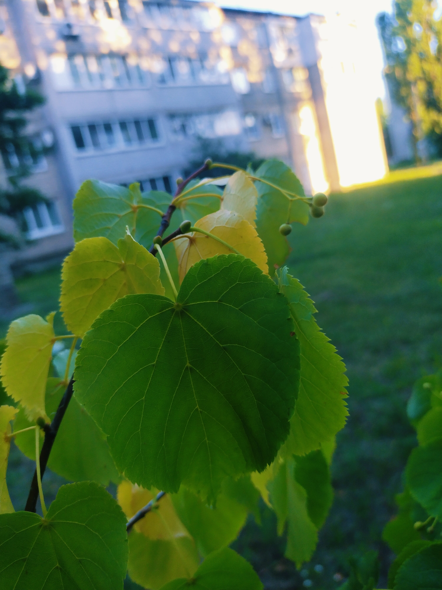 The image shows a close-up of green leaves and some yellowing leaves on a branch, with a blurred background of a light-colored building and a green lawn. The building appears to be an apartment block, with visible windows. The lighting suggests it is either early morning or late afternoon, with sunlight illuminating the side of the building. The leaves are slightly serrated around the edges and veined. There are a few small, green, undeveloped seed pods visible on the branch. The overall scene is an outdoor environment, likely a residential area within the city of Horishni Plavni, Ukraine, given the architectural style of the building. There are no people or animals visible in the frame.