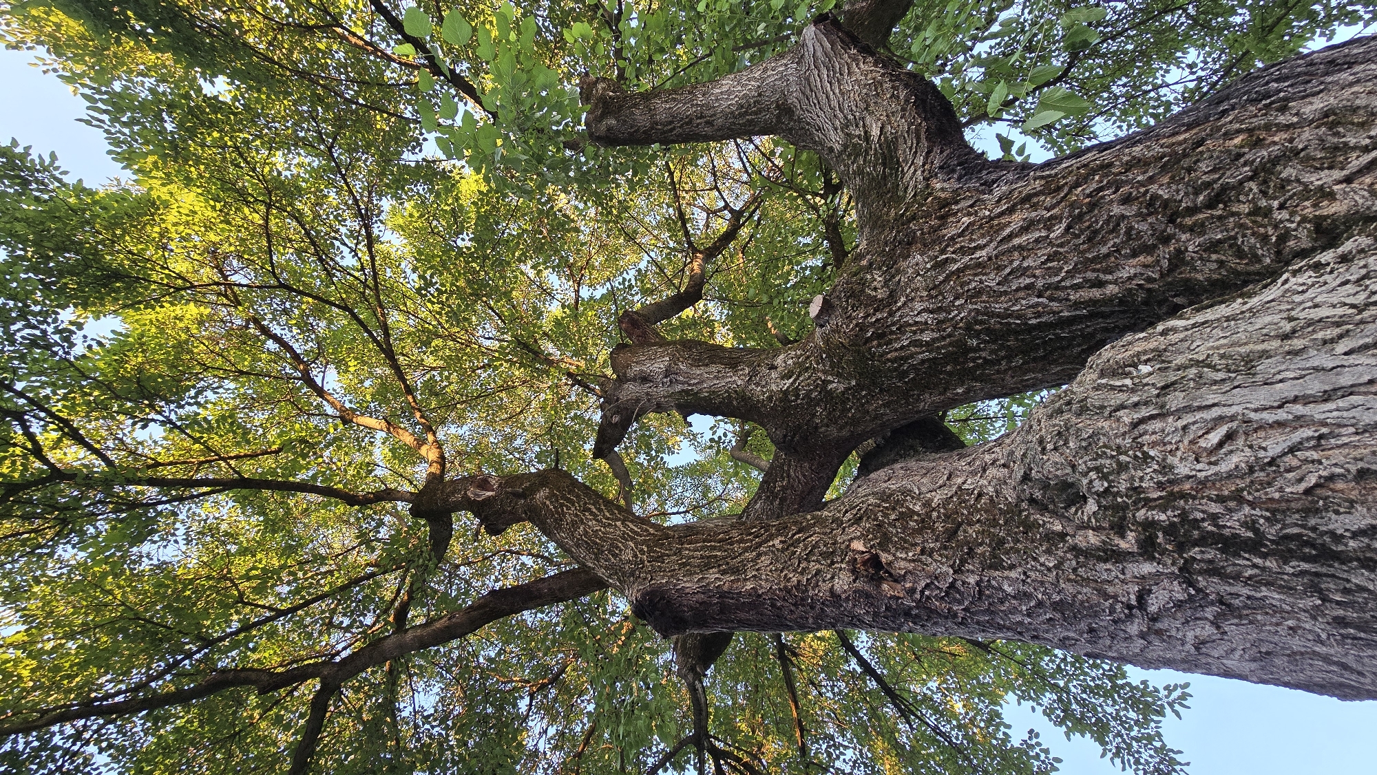 The image captures a low-angle view of a large, mature tree with thick, gnarled bark. The trunk splits into several substantial branches that reach upwards, supporting a dense canopy of green leaves. Sunlight filters through the foliage, creating a dappled effect against the clear blue sky. The scene appears to be in a natural setting, likely outdoors, given the presence of the tree and sky. There are no people or human activity visible in the image. The location is specified as Alkhazurovo, Russia, though no specific landmarks within the city are identifiable from the image alone.