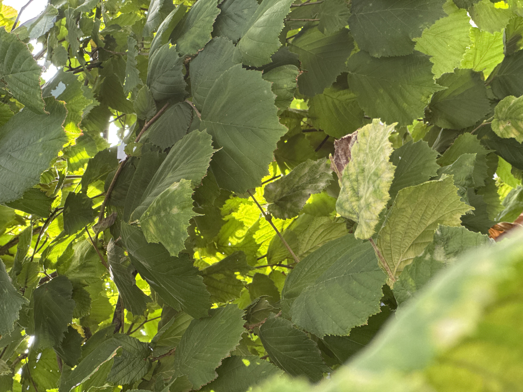 The image captures a close-up view of dense green foliage, likely from a tree, with sunlight filtering through the leaves, creating a dappled effect. The leaves are varied in their shading, with some appearing brighter green where the light hits them directly, and others a darker green in shadow. The edges of the leaves are serrated. The background is out of focus, suggesting the photo was taken with a shallow depth of field, emphasizing the texture and form of the leaves. The overall impression is one of natural growth and the play of light on vegetation. The image does not contain any identifiable structures, people, or specific landmarks that would place it within the city of Kremenchuk, Ukraine.