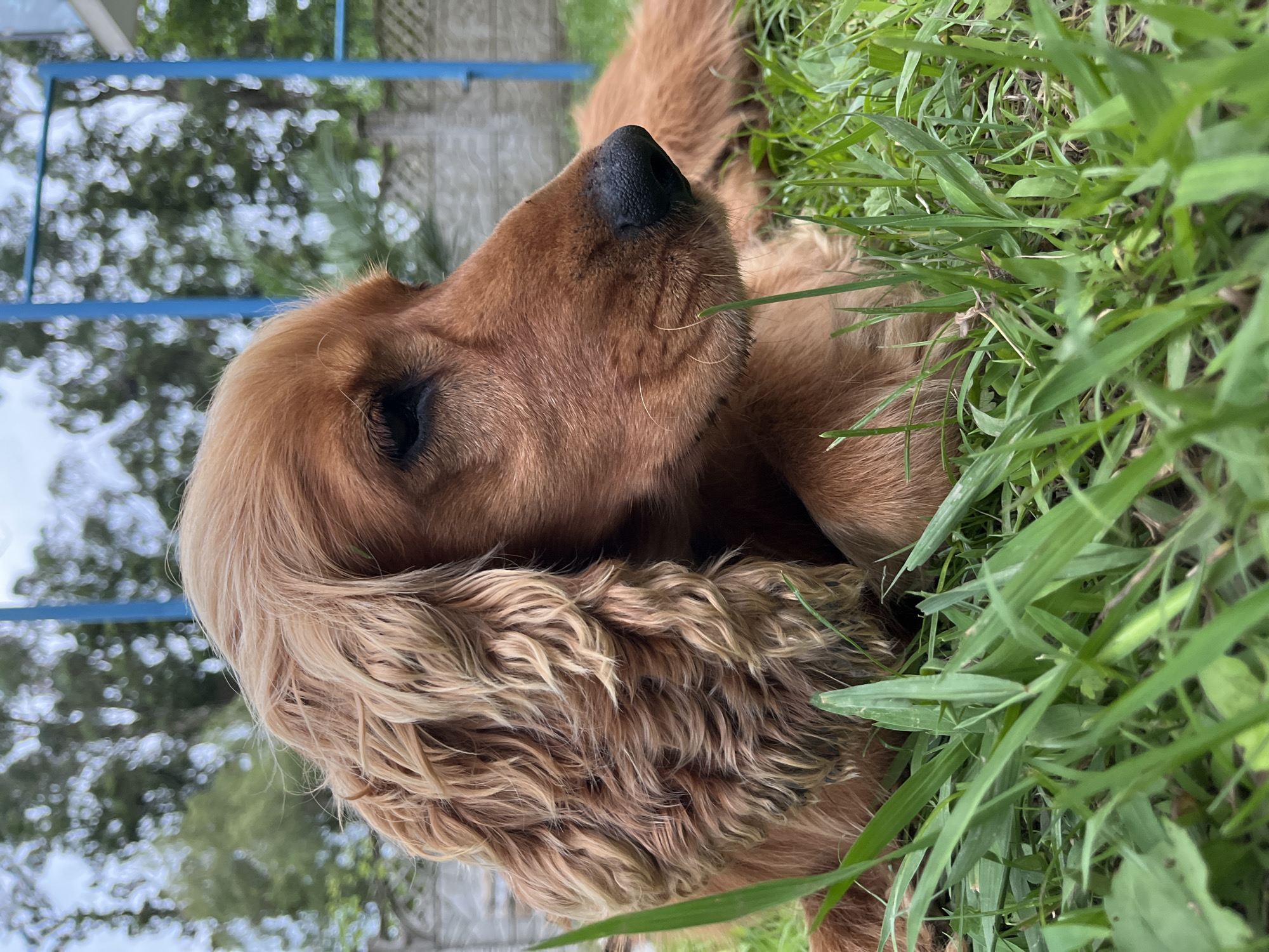 A golden cocker spaniel lies in the grass, its head turned to the right, in profile. Its long, wavy ears are a mixture of light and dark brown, framing its face. The dog's fur is a warm, golden brown. The background is blurred, showing trees and a grey fence with blue poles. The grass is green and lush, with some blades in focus in the foreground. The sky is overcast. The image appears to have been taken outdoors, likely in a backyard or park.