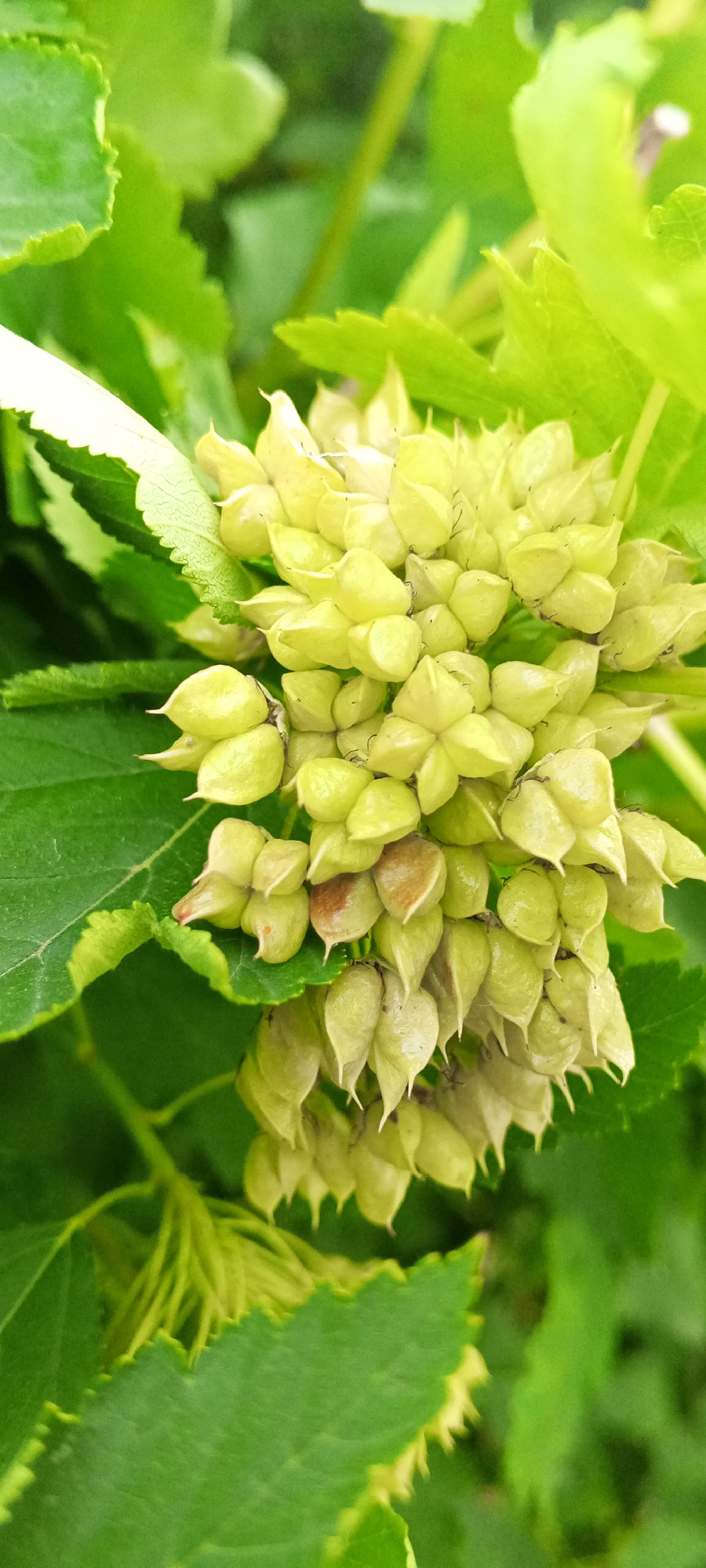 The image is a close-up, slightly low-angle shot of a cluster of green, pointed seed pods growing on a plant, surrounded by green leaves. The seed pods are arranged in a dense, somewhat conical shape. Some of the pods have a slightly brownish tint, suggesting they are maturing. The leaves are a vibrant green, with some having serrated edges. The lighting appears natural, with soft shadows, indicating it was taken outdoors during the day. The background is a blur of green foliage, suggesting a natural setting. The photograph was taken in Dyurtyuli, Russia.
