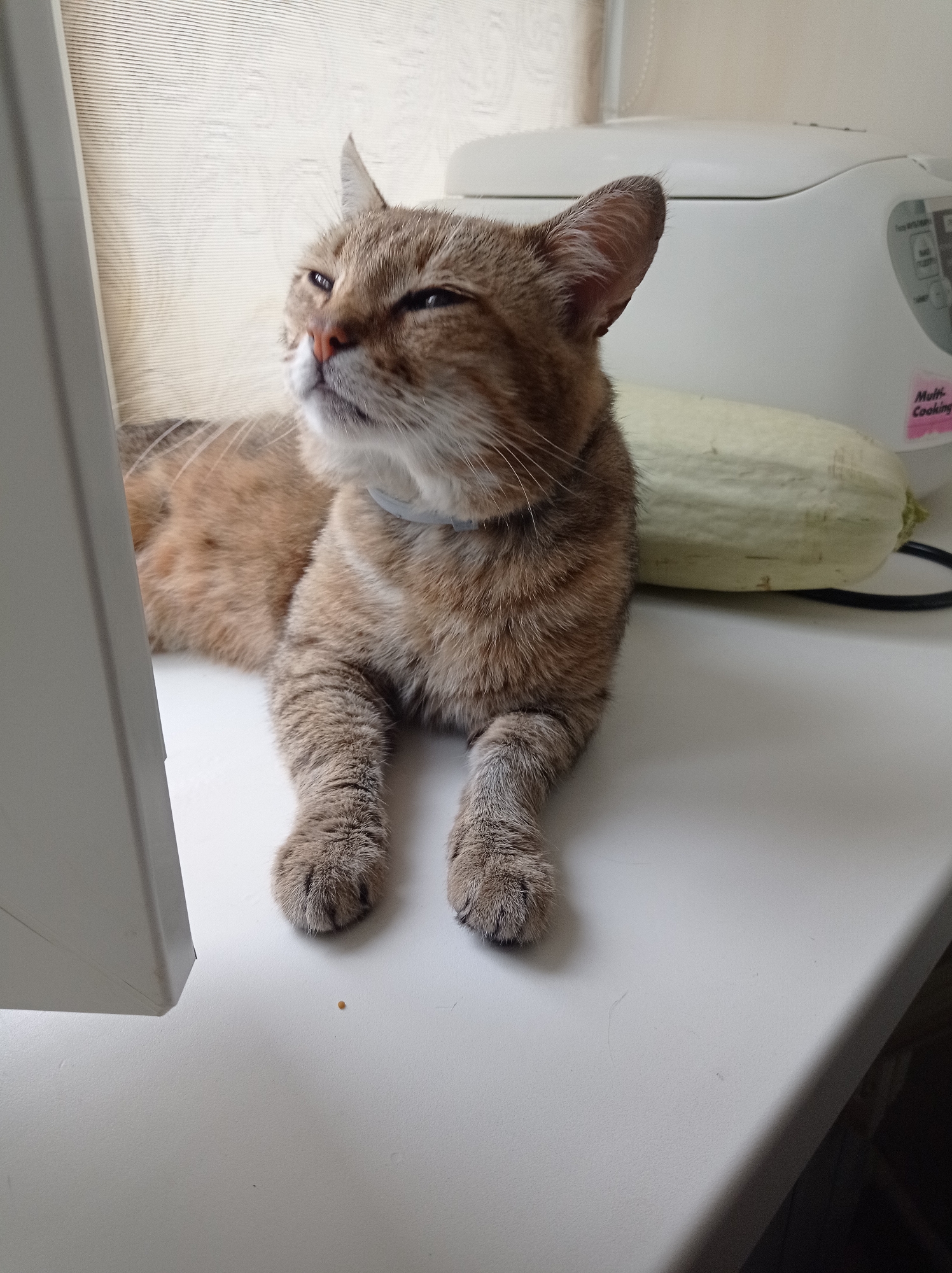 The image depicts a ginger and grey tabby cat lying on a white surface, possibly a countertop or windowsill. The cat is facing to the left of the frame with its head tilted upwards, appearing to look at something out of frame. The cat has a light blue collar. Behind the cat, a light-colored zucchini is visible, and further back, a white appliance, possibly a rice cooker or a multi-cooker, is present. A pink sticker with the text "Multi-Cooking" is affixed to the appliance. The background consists of a window with horizontal blinds. The scene is indoors. There are no visible people in the image, and no specific location in Degtyarsk, Russia, can be identified from the visual information provided.